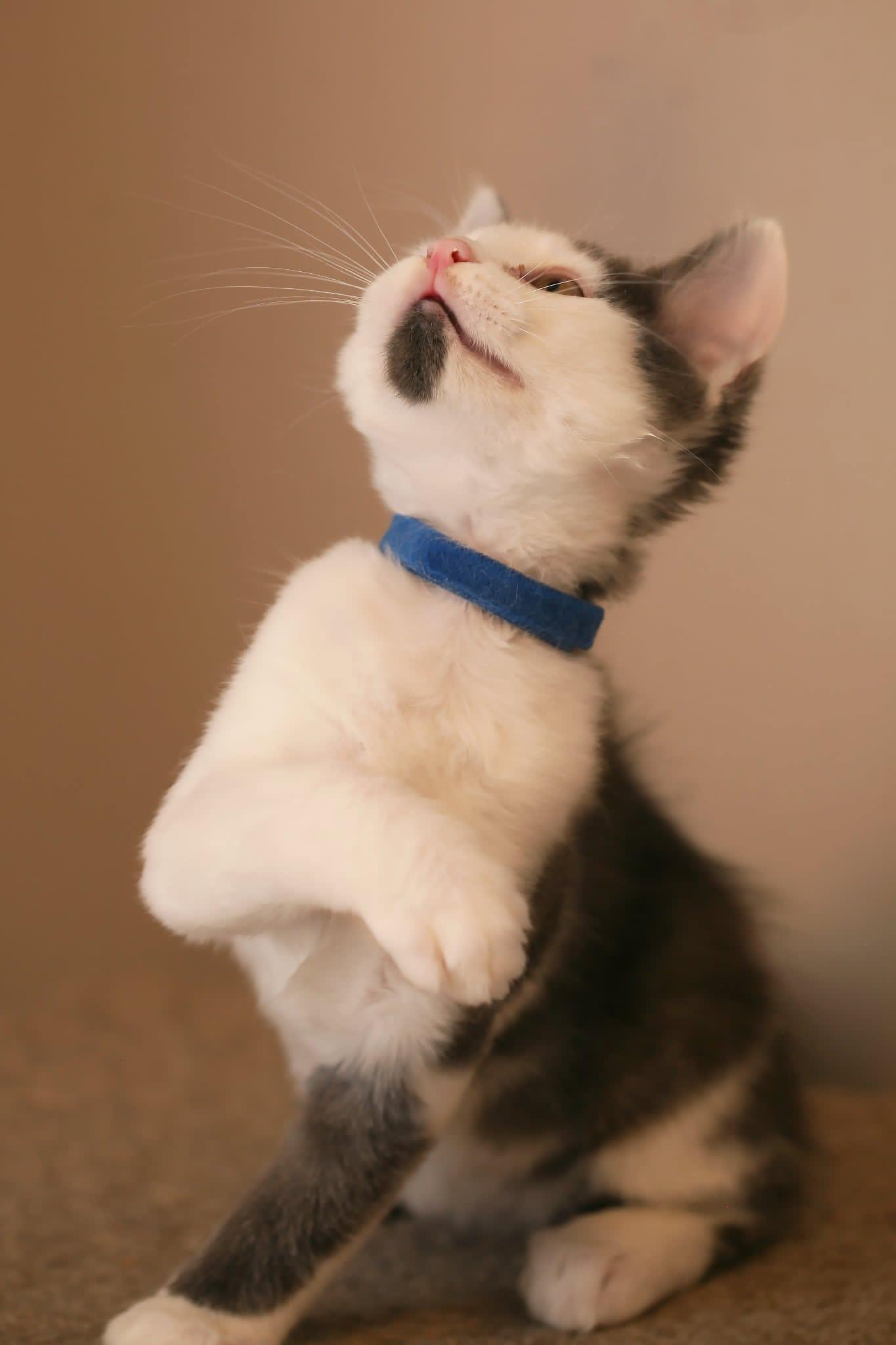 Enlarge Gene, a Adoptable Domestic Short Hair in Calgary, AB image 3/3