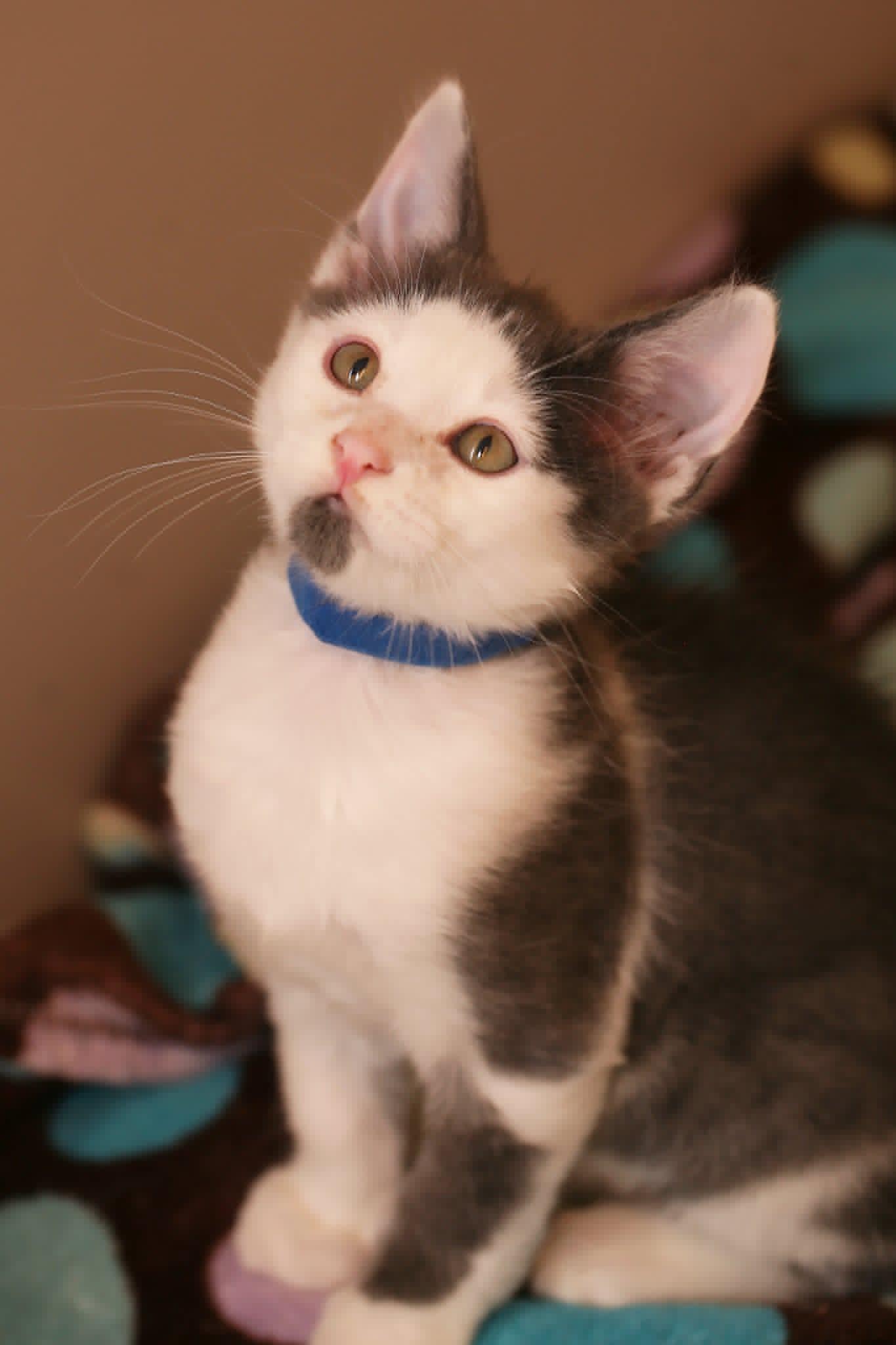 Gene, Adoptable, Kitten Male Domestic Short Hair.