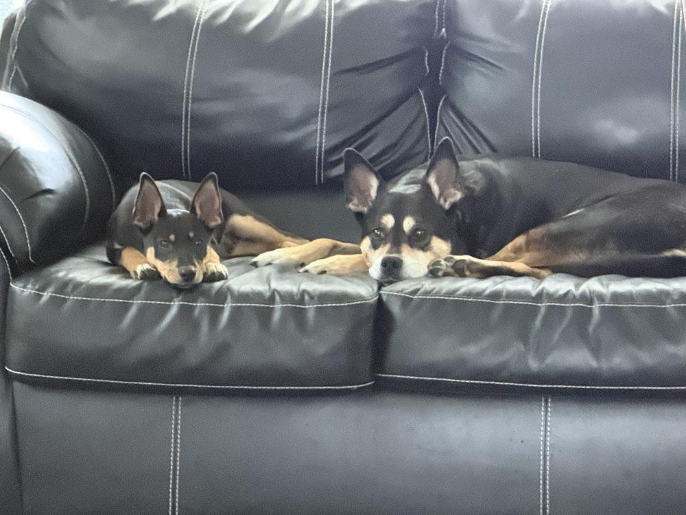 Enlarge Obi, a Adoptable mixed breed in South Bend, IN image 1/6