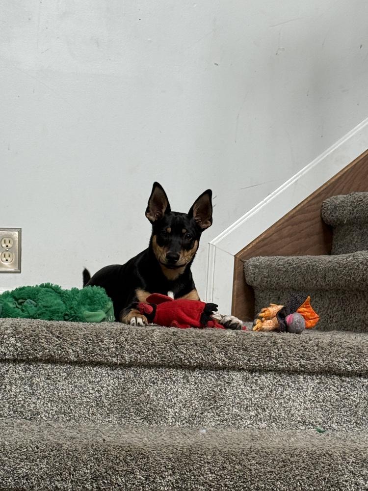 Enlarge Obi, a Adoptable mixed breed in South Bend, IN image 2/6