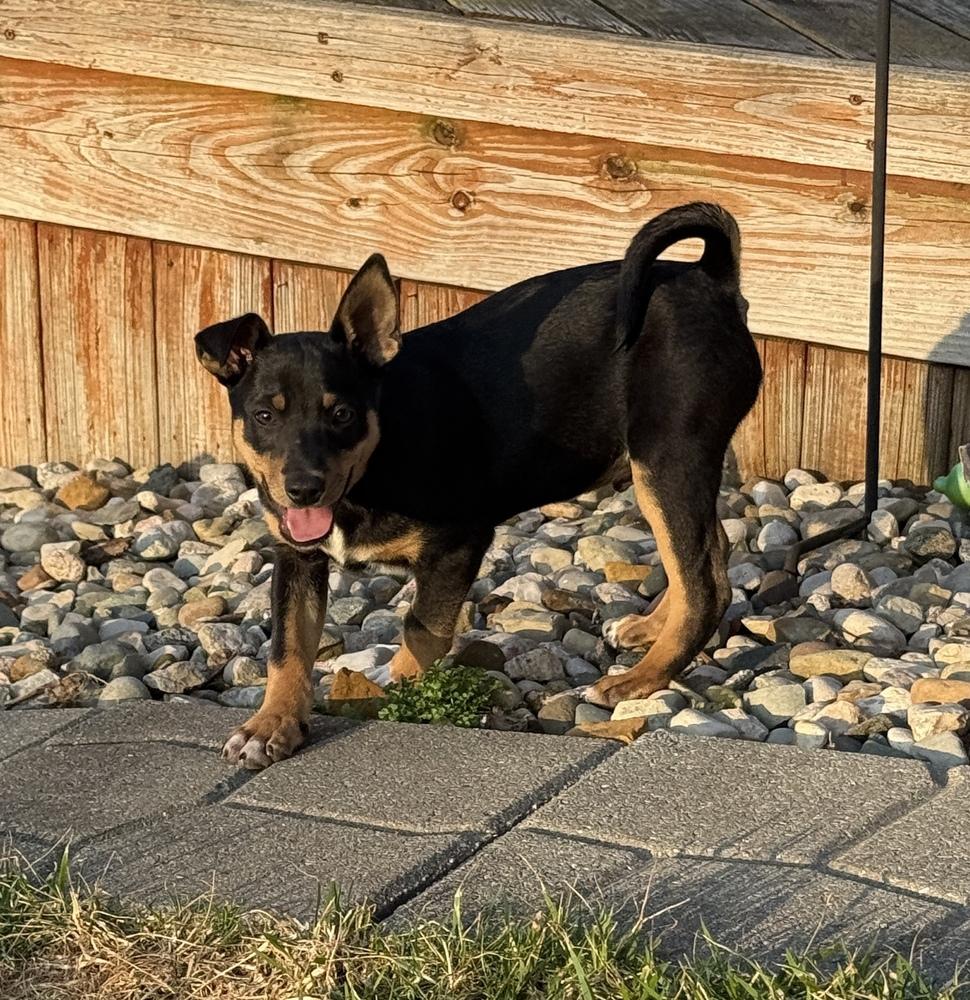 Enlarge Obi, a Adoptable mixed breed in South Bend, IN image 3/6
