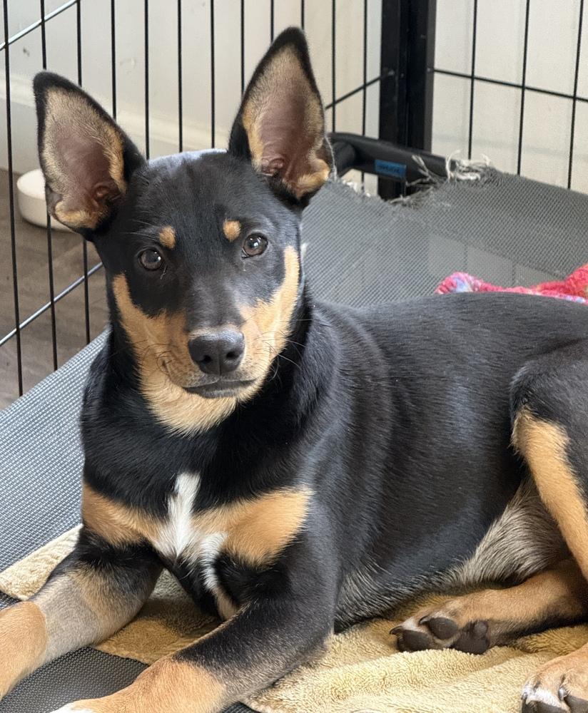 Enlarge Obi, a Adoptable mixed breed in South Bend, IN image 4/6