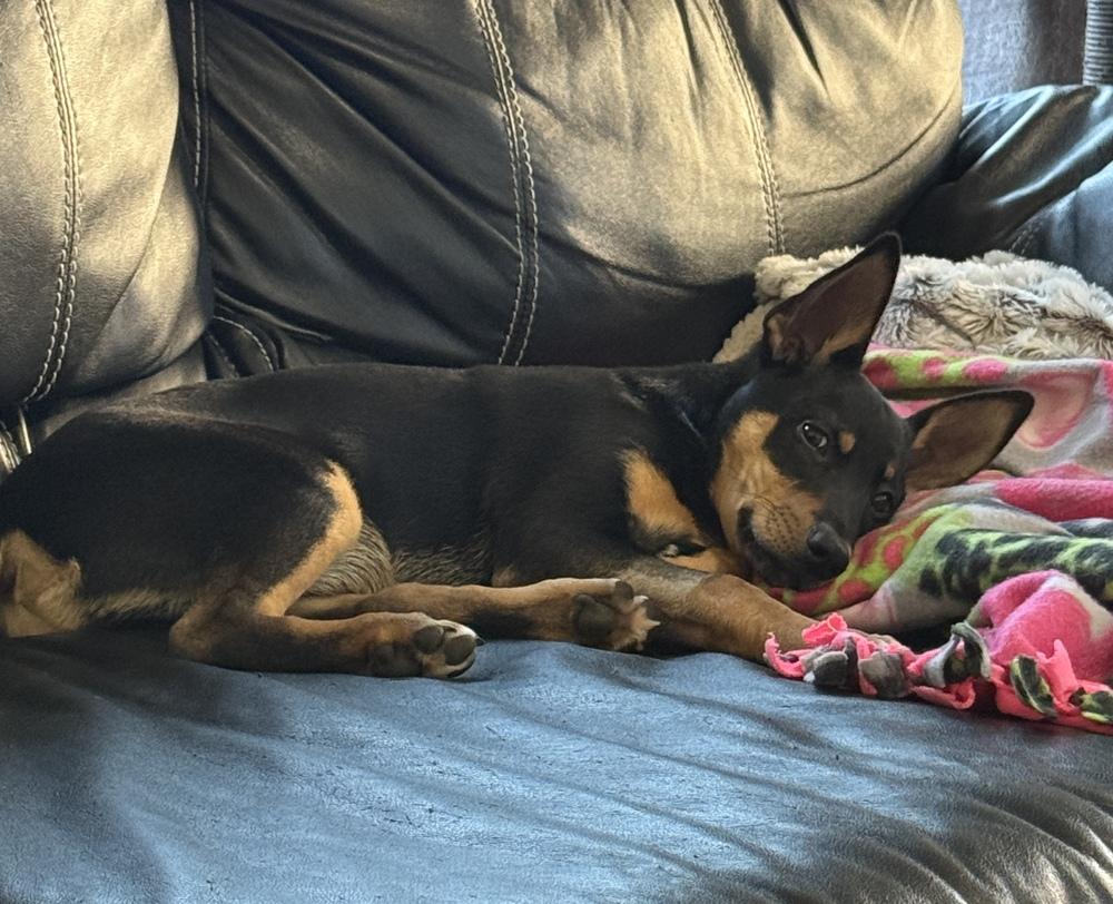 Enlarge Obi, a Adoptable mixed breed in South Bend, IN image 6/6