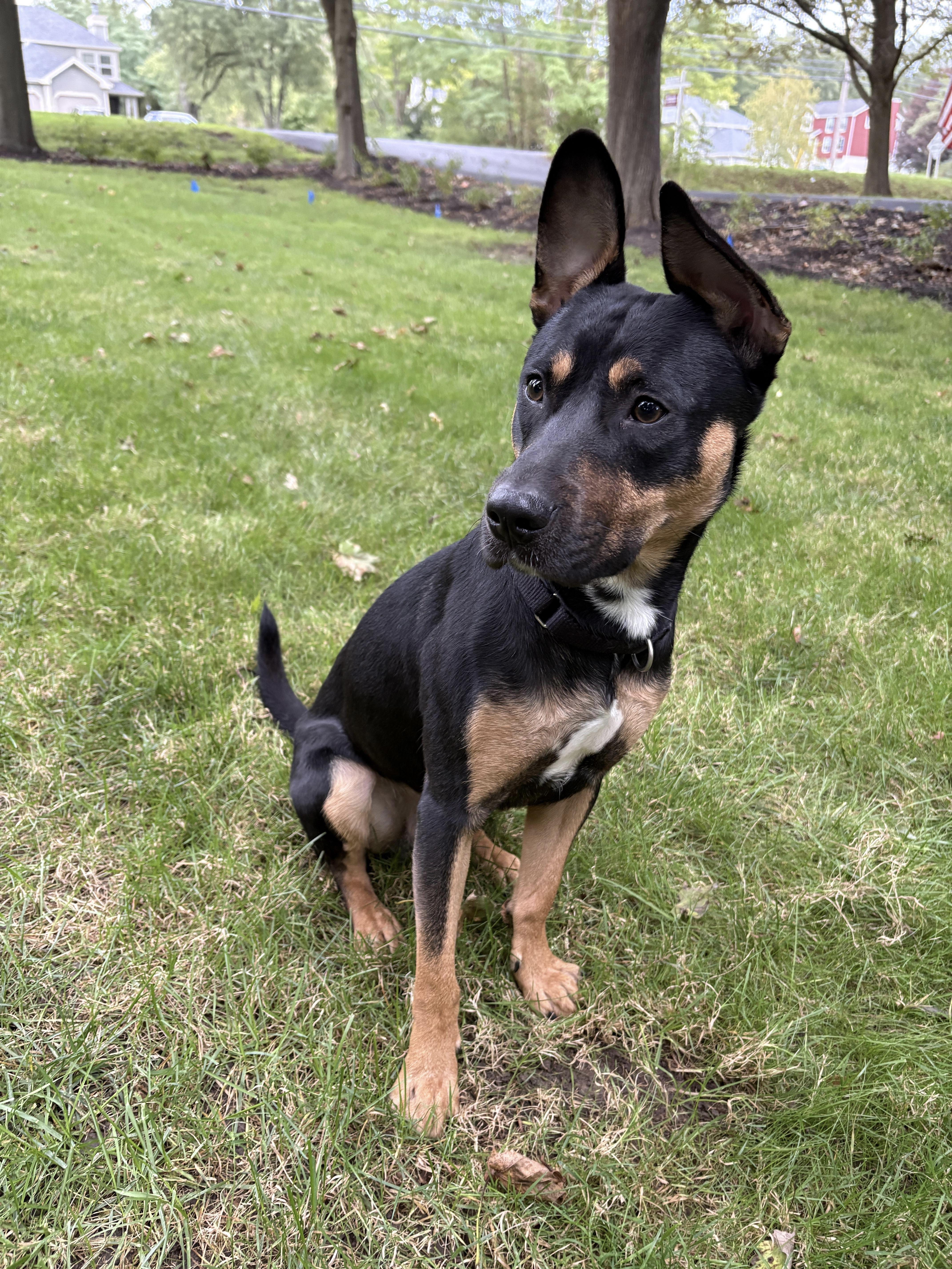 Enlarge Stevie, a Adoptable mixed breed in Jamesville, NY image 4/6