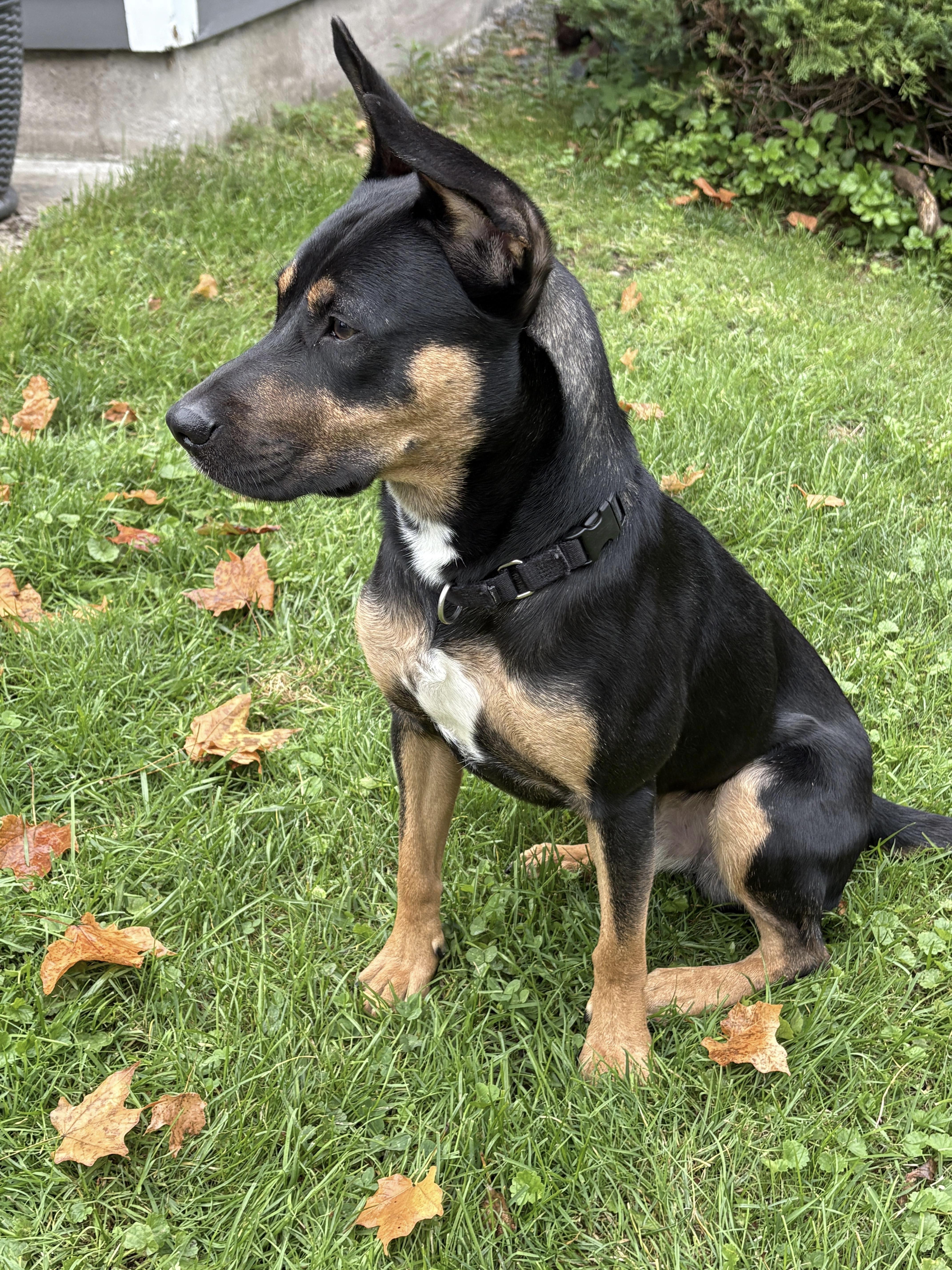 Enlarge Stevie, a Adoptable mixed breed in Jamesville, NY image 5/6