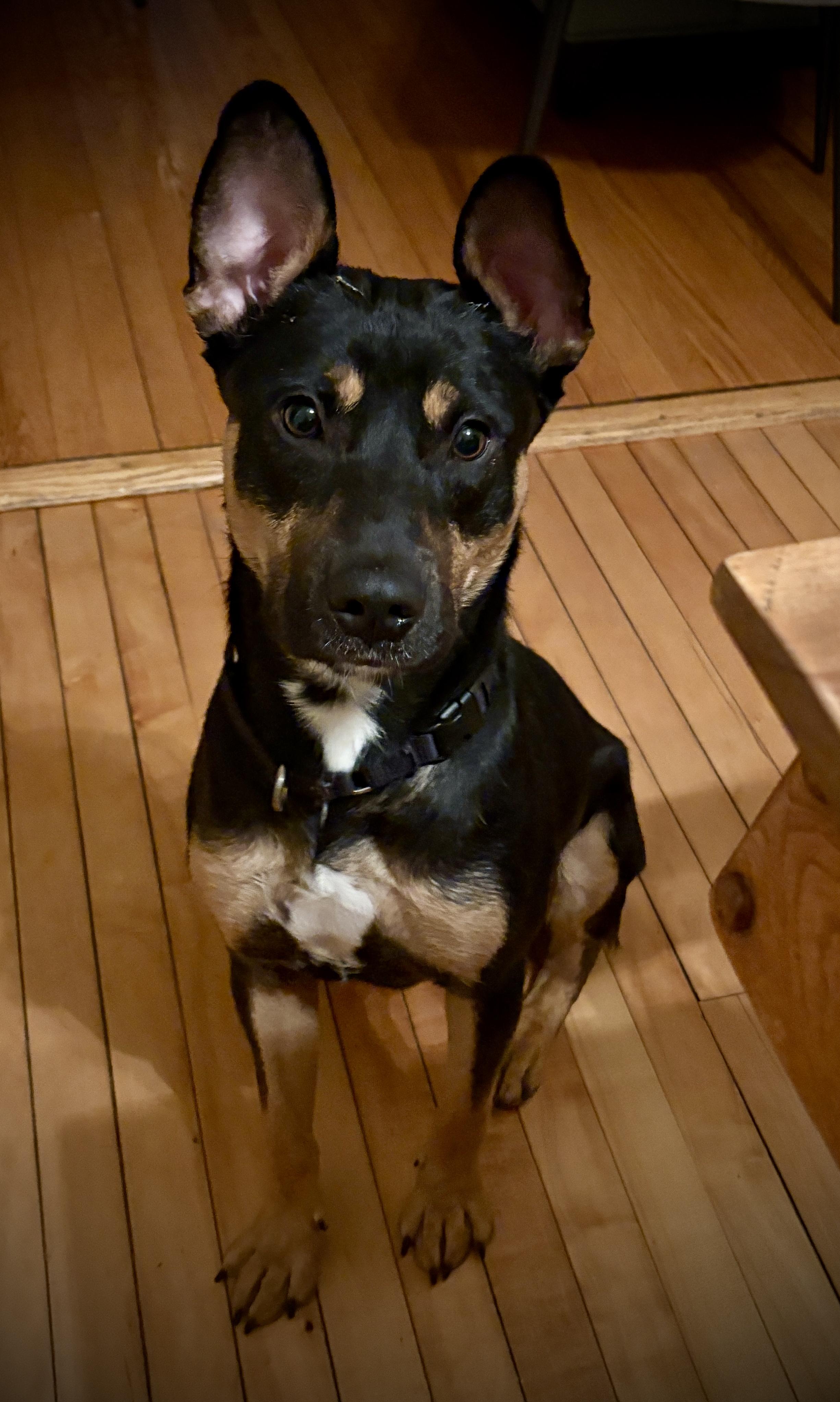 Stevie, Adoptable, Young Male German Shepherd Dog.