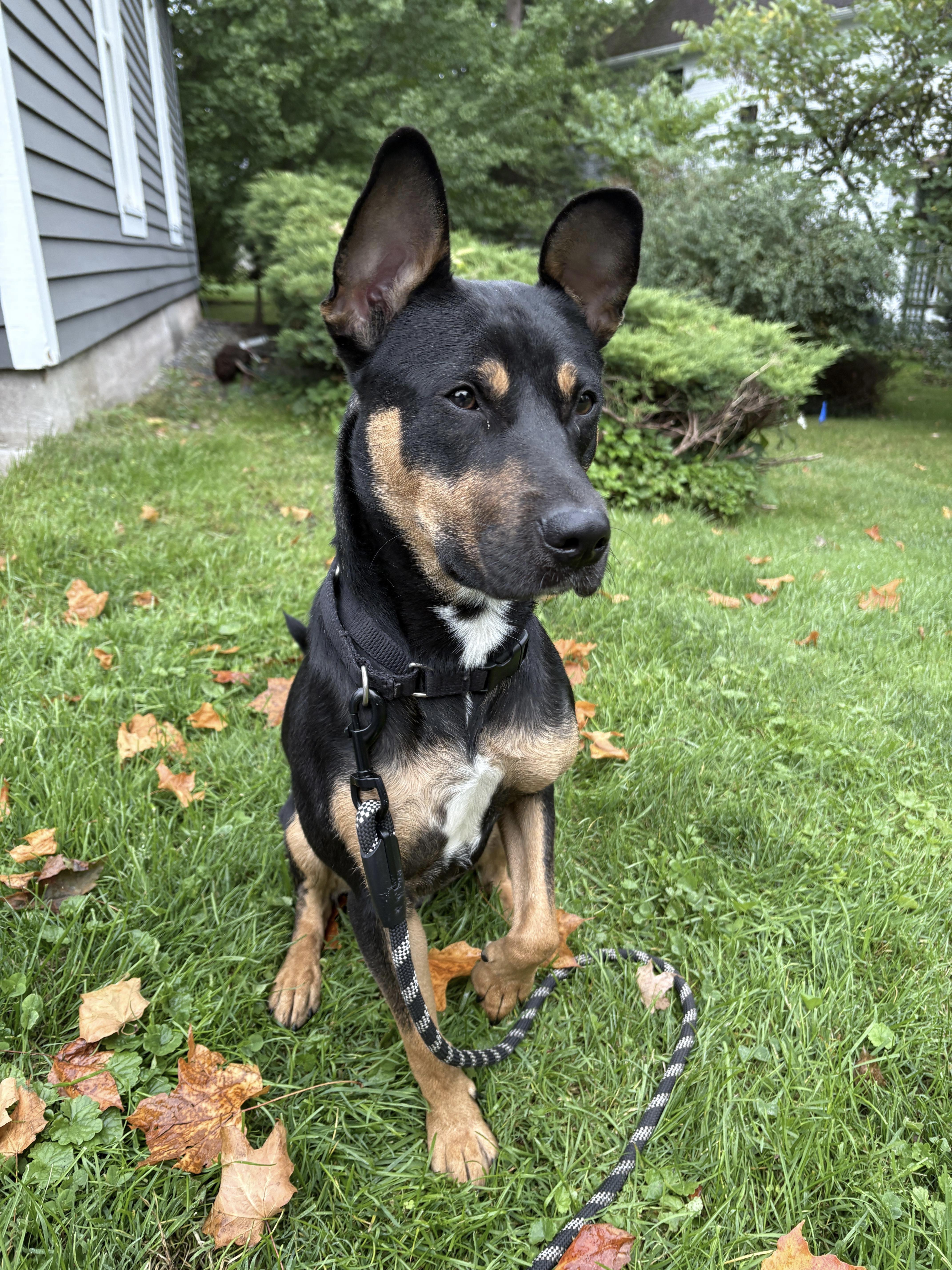 Enlarge Stevie, a Adoptable mixed breed in Jamesville, NY image 6/6