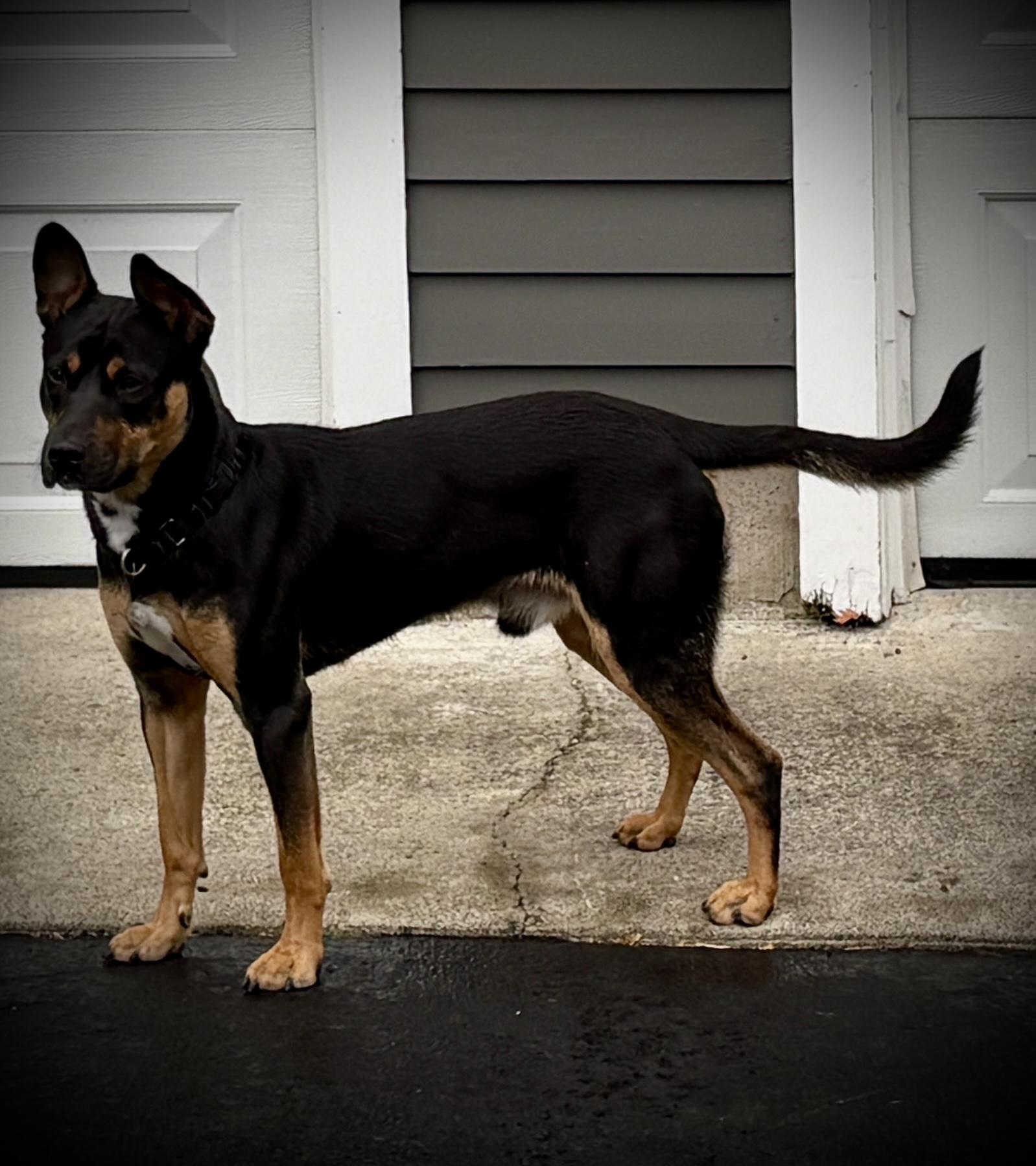 Enlarge Stevie, a Adoptable mixed breed in Jamesville, NY image 2/6