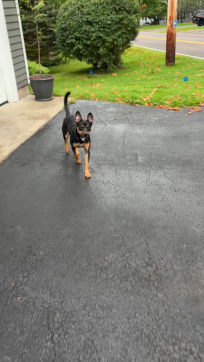 Enlarge Stevie, a Adoptable mixed breed in Jamesville, NY video 3/6