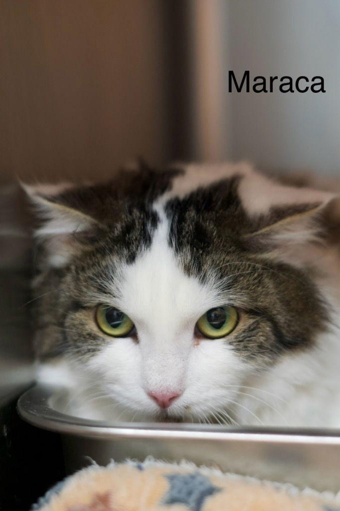 Maraca, Adoptable, Young Female Domestic Short Hair.