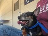 Enlarge Kaitlyn, a ADOPTABLE mixed breed in Portland, ME image 1/1