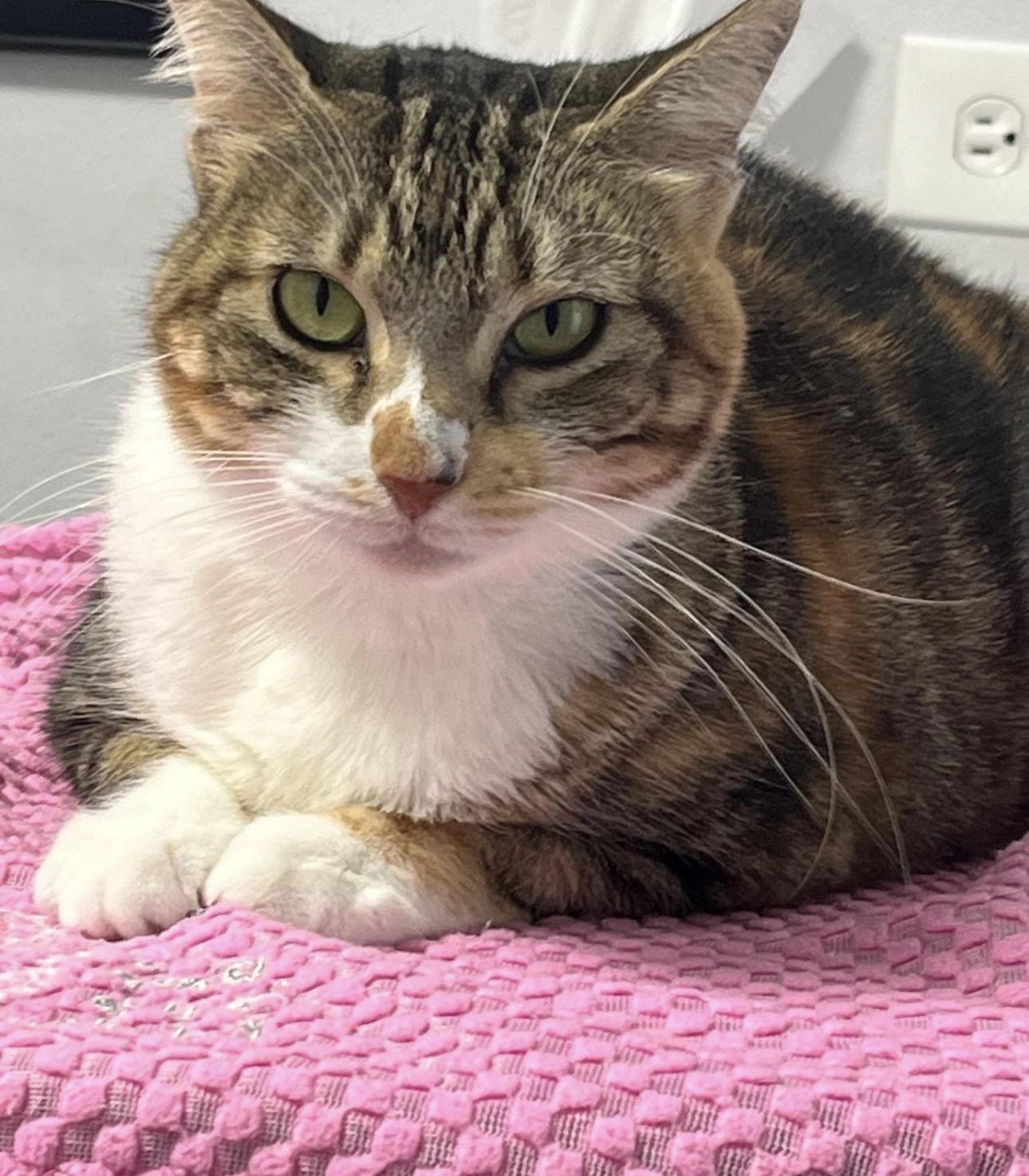 MAGGIE - calm & sweet, Adoptable, Adult Female Calico & Tortoiseshell.