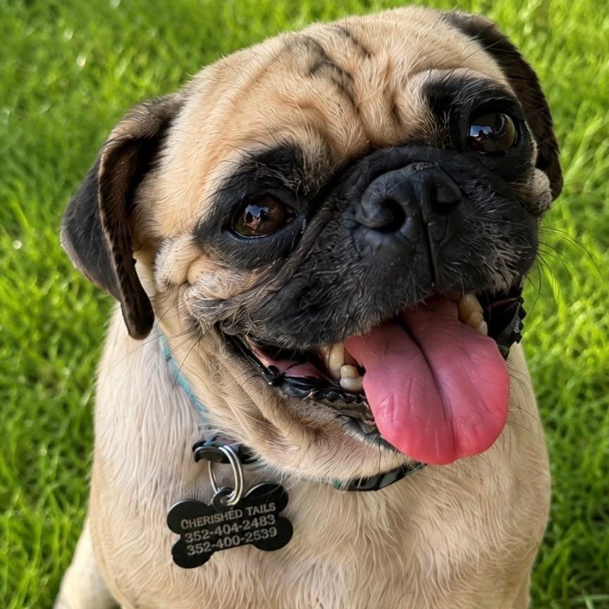 Eddie, Adoptable, Adult Male Pug.