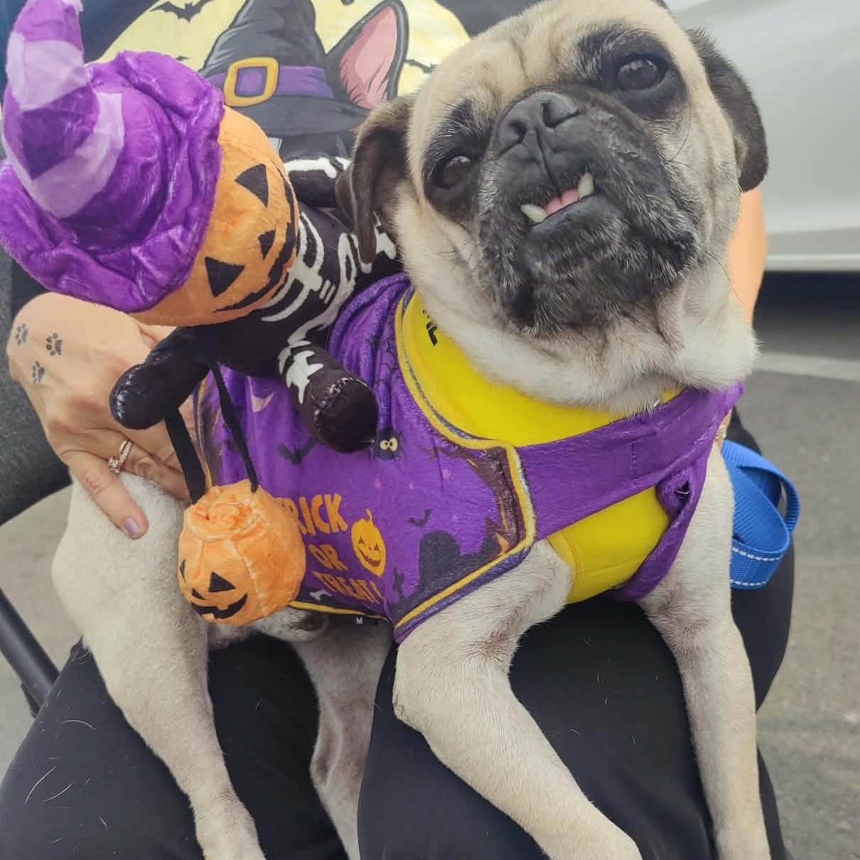 Enlarge Eddie, a Adoptable Pug in Marana, AZ image 5/5