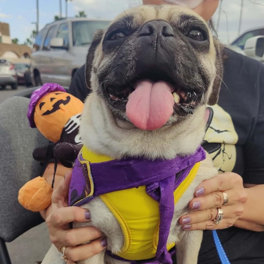 Enlarge Eddie, a Adoptable Pug in Marana, AZ image 2/5