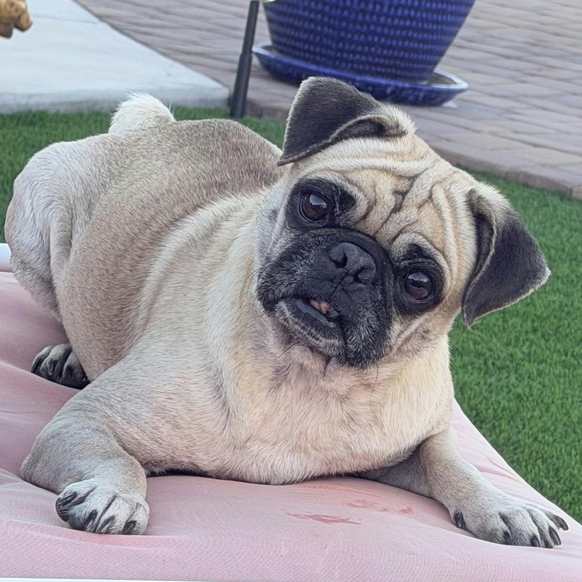 Enlarge Eddie, a Adoptable Pug in Marana, AZ image 3/5