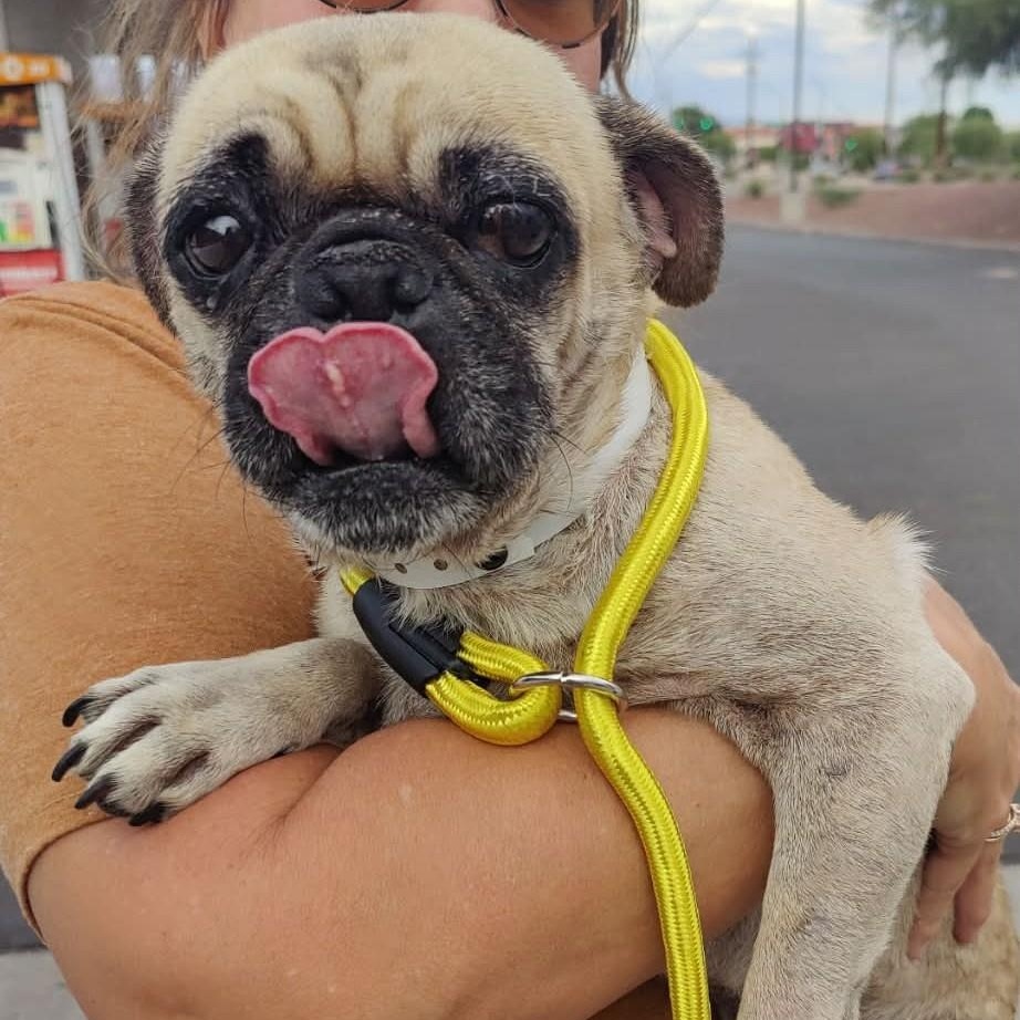 Enlarge Eddie, a Adoptable Pug in Marana, AZ image 4/5
