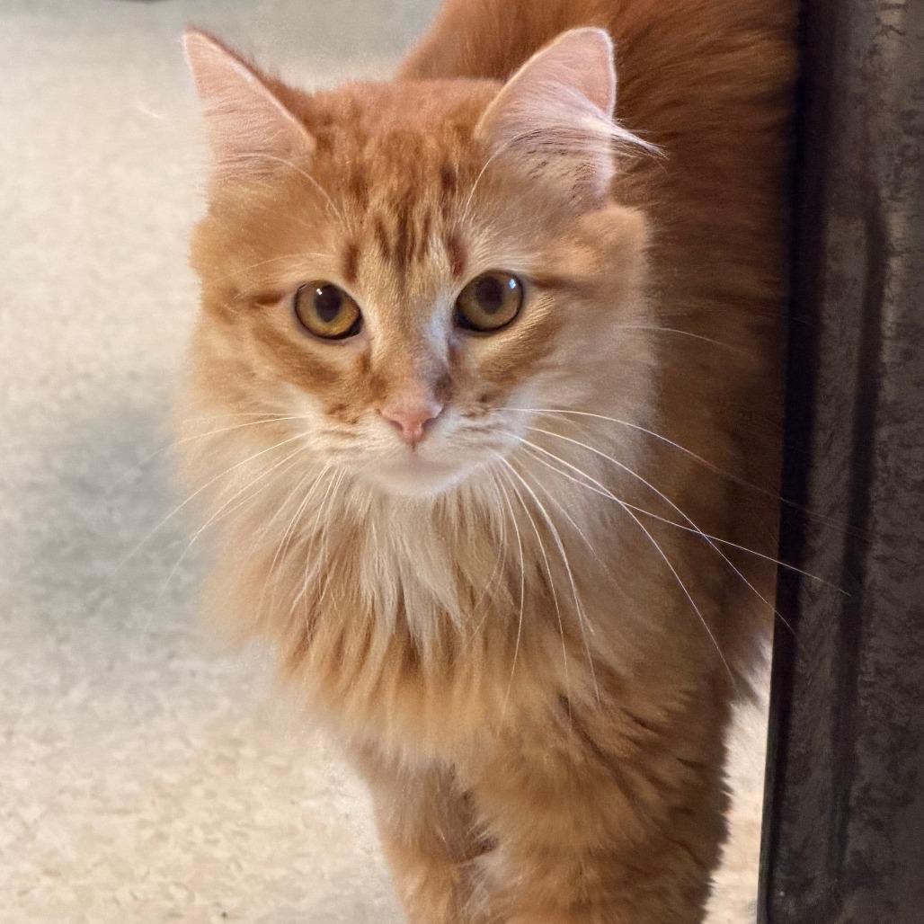Enlarge Maple, a Adoptable Domestic Medium Hair in Milford, IA image 1/4