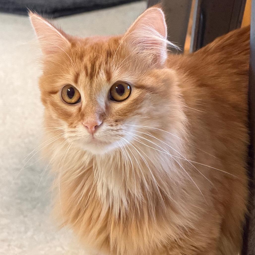 Enlarge Maple, a Adoptable Domestic Medium Hair in Milford, IA image 2/4