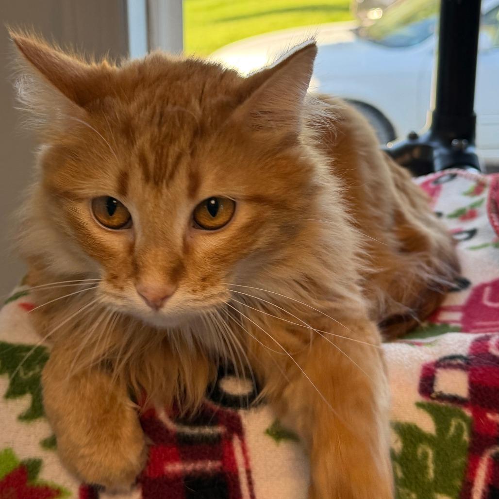 Enlarge Maple, a Adoptable Domestic Medium Hair in Milford, IA image 3/4