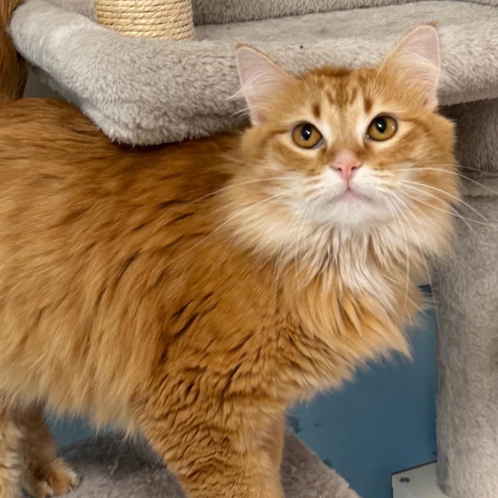 Enlarge Maple, a Adoptable Domestic Medium Hair in Milford, IA image 4/4