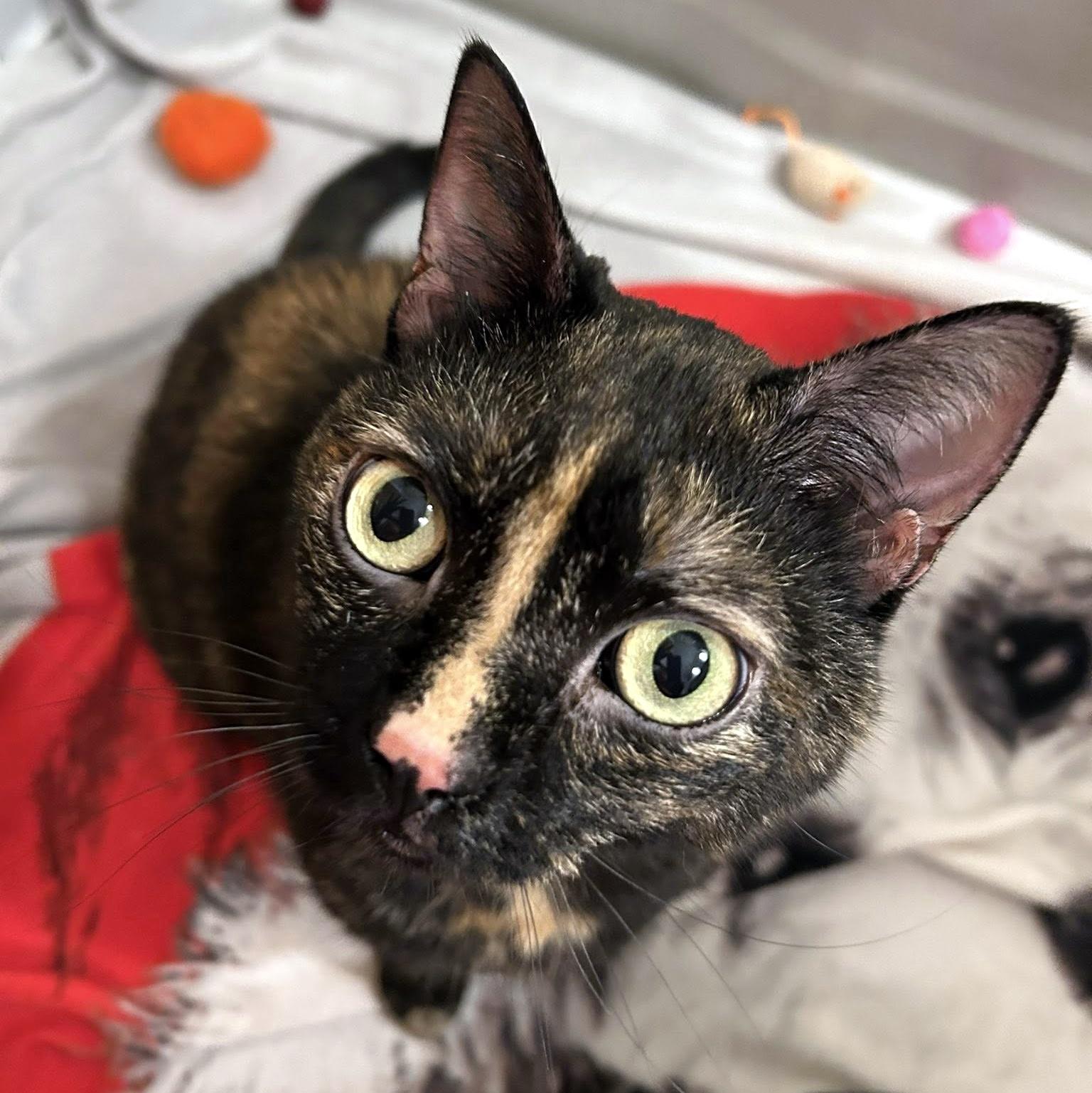 Kiwi, ADOPTABLE, Adult Female Domestic Short Hair.