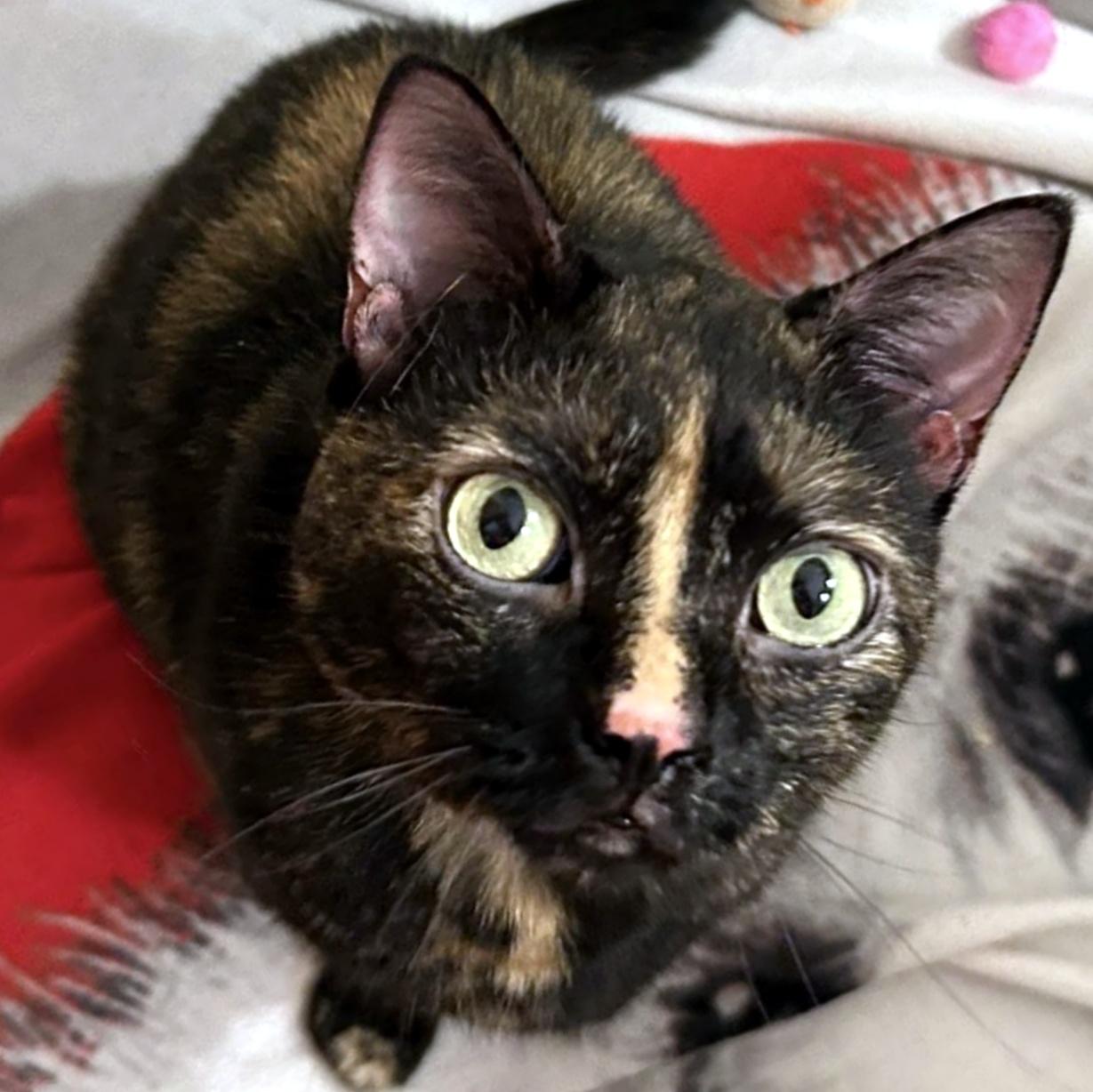 Kiwi, a ADOPTABLE Domestic Short Hair in Pittsburgh, PA image 5/6