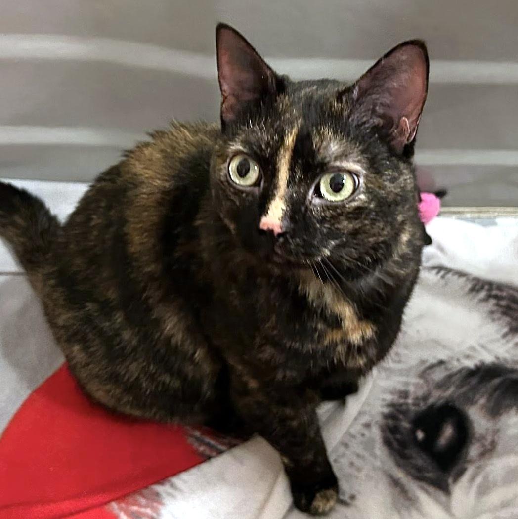 Kiwi, a ADOPTABLE Domestic Short Hair in Pittsburgh, PA image 2/6