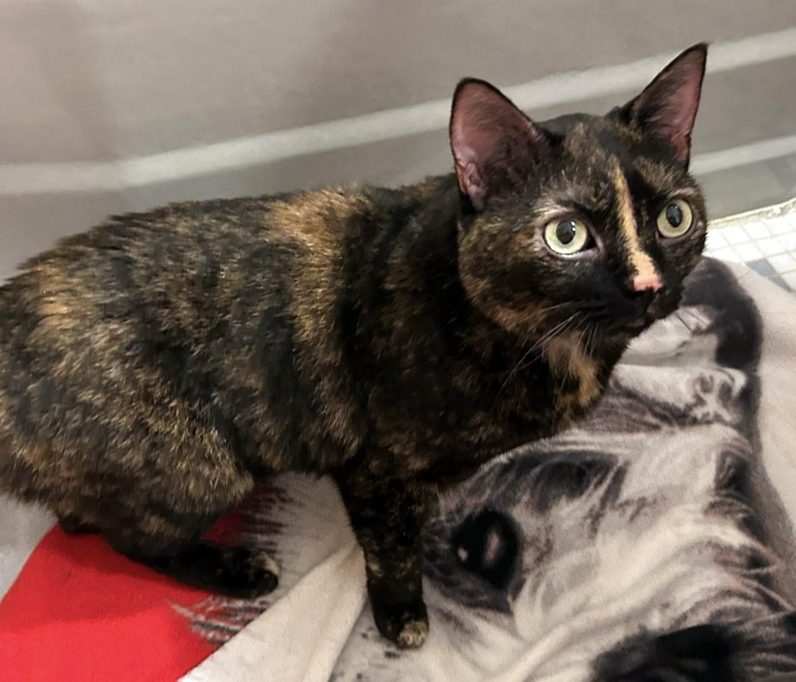 Kiwi, a ADOPTABLE Domestic Short Hair in Pittsburgh, PA image 6/6