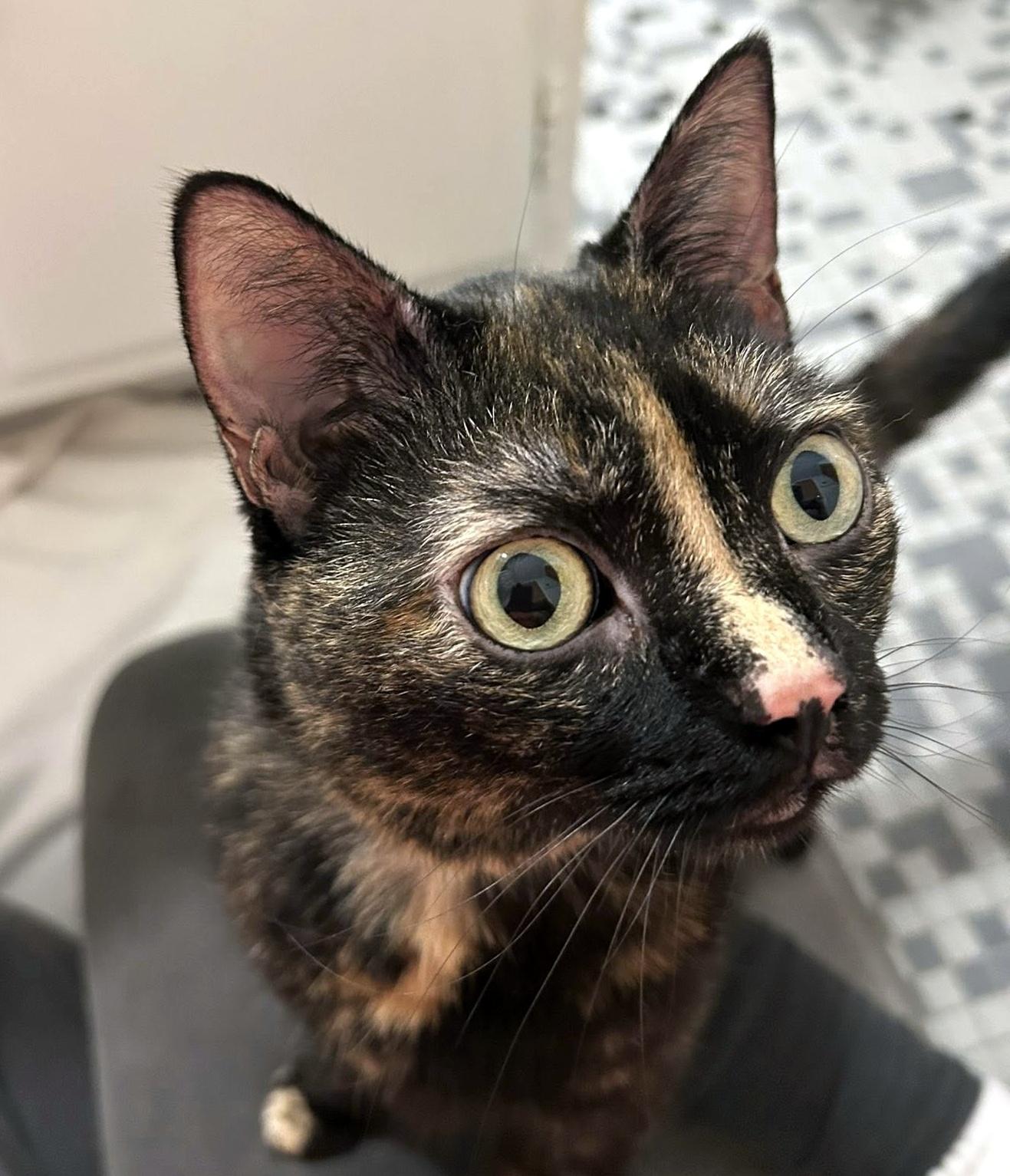 Kiwi, a ADOPTABLE Domestic Short Hair in Pittsburgh, PA image 3/6