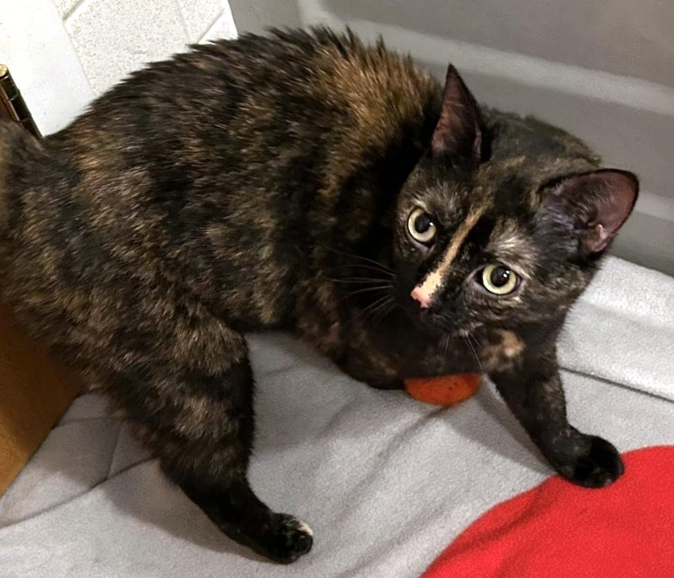 Kiwi, a ADOPTABLE Domestic Short Hair in Pittsburgh, PA image 4/6