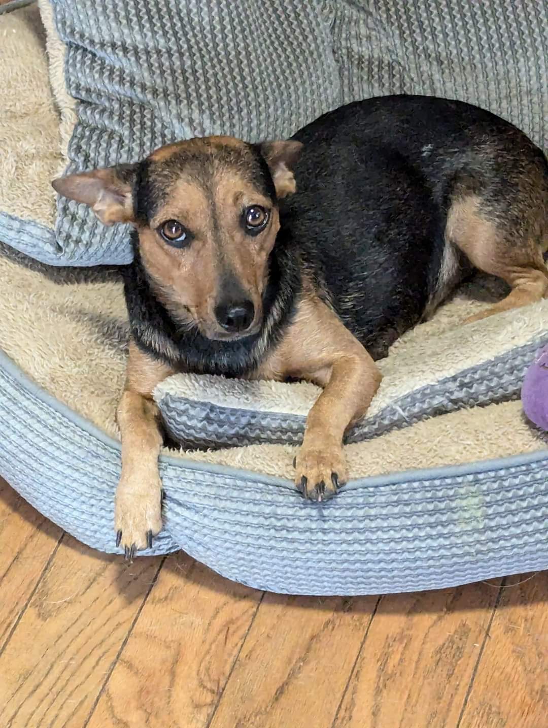 Enlarge Snow White, a Adoptable Chiweenie in Oakland, CA image 1/6