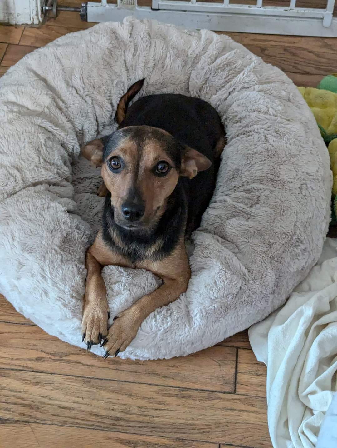 Enlarge Snow White, a Adoptable Chiweenie in Oakland, CA image 3/6