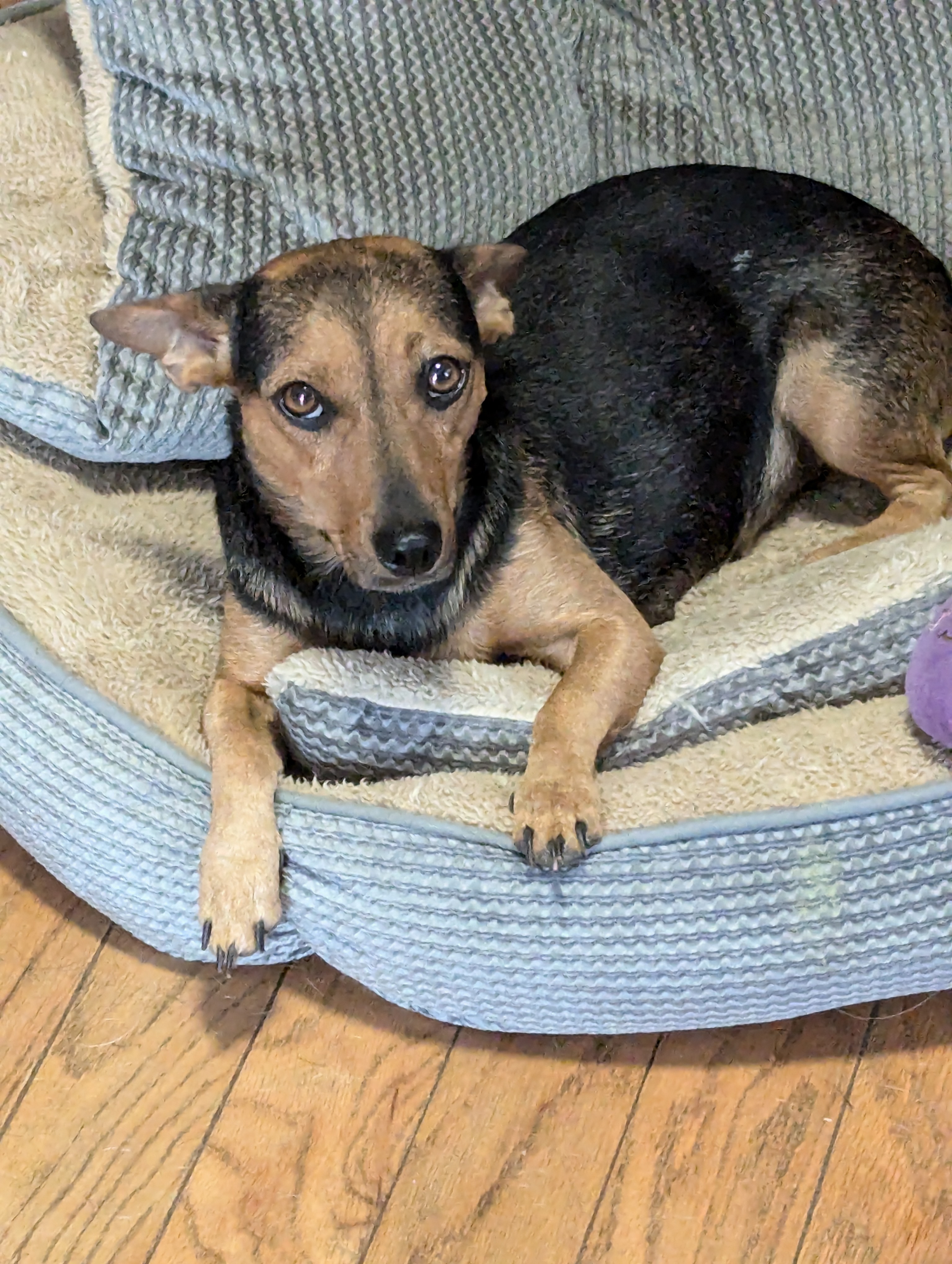 Enlarge Snow White, a Adoptable Chiweenie in Oakland, CA image 4/6