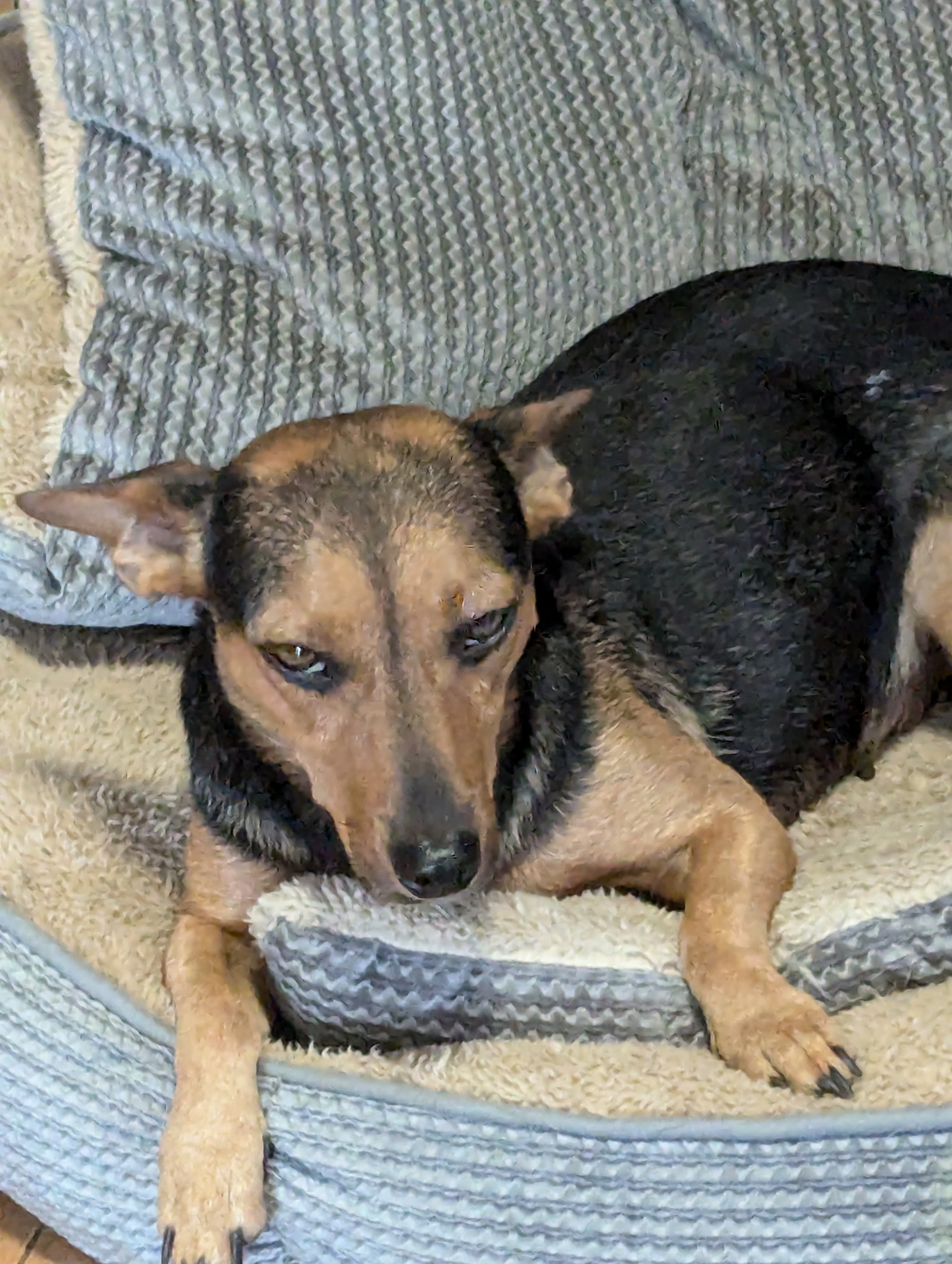 Enlarge Snow White, a Adoptable Chiweenie in Oakland, CA image 5/6