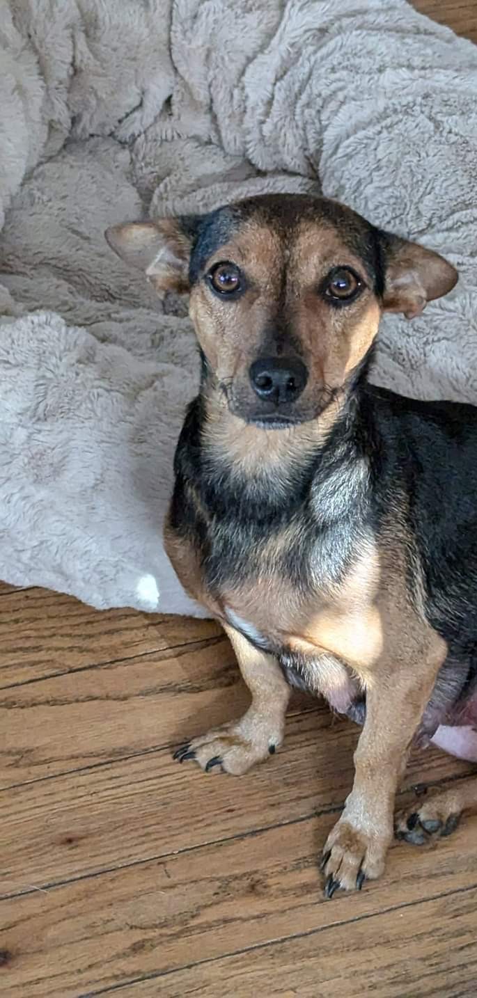 Enlarge Snow White, a Adoptable Chiweenie in Oakland, CA image 6/6