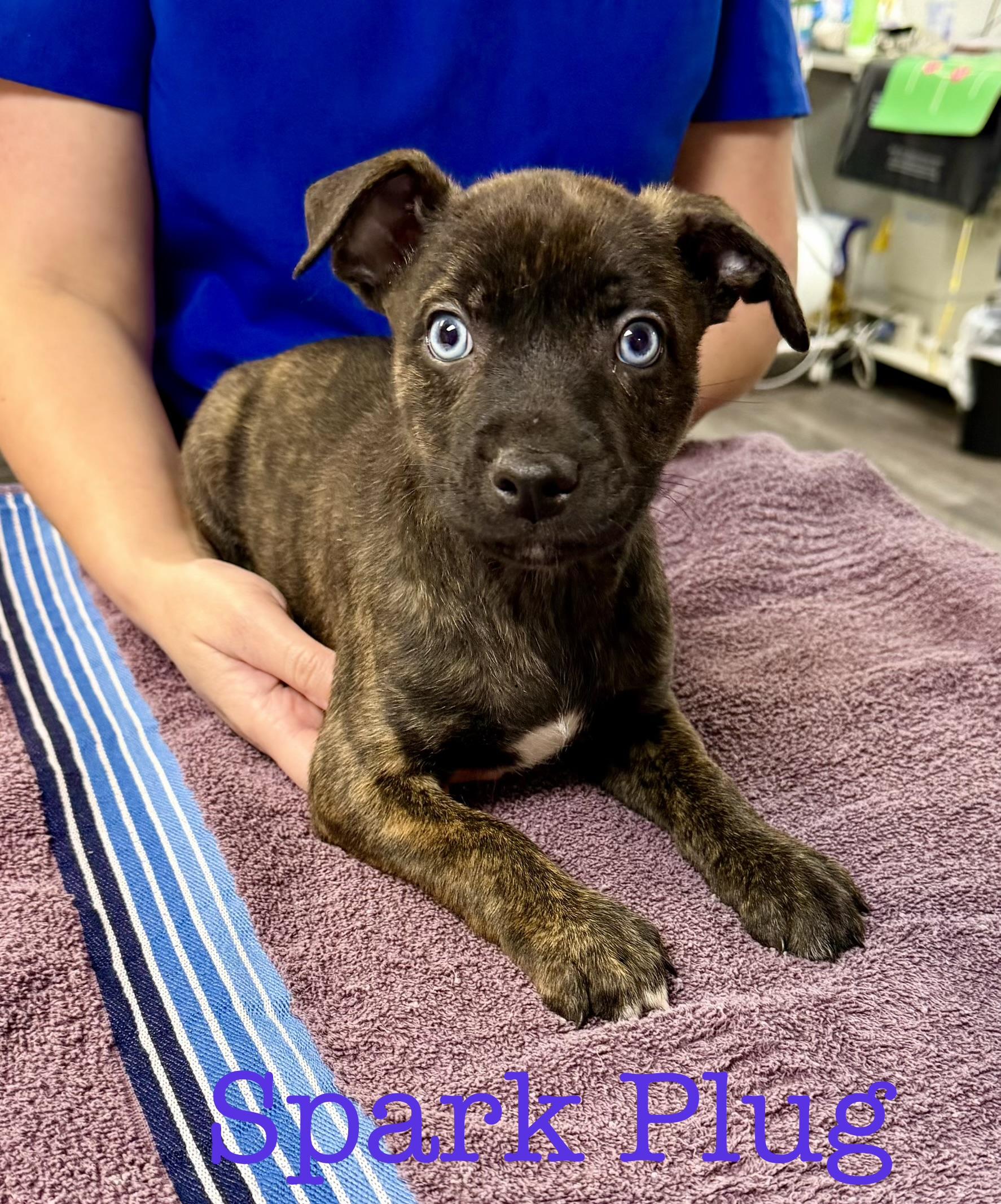 Spark plug, adopted, Puppy Male Pit Bull Terrier.