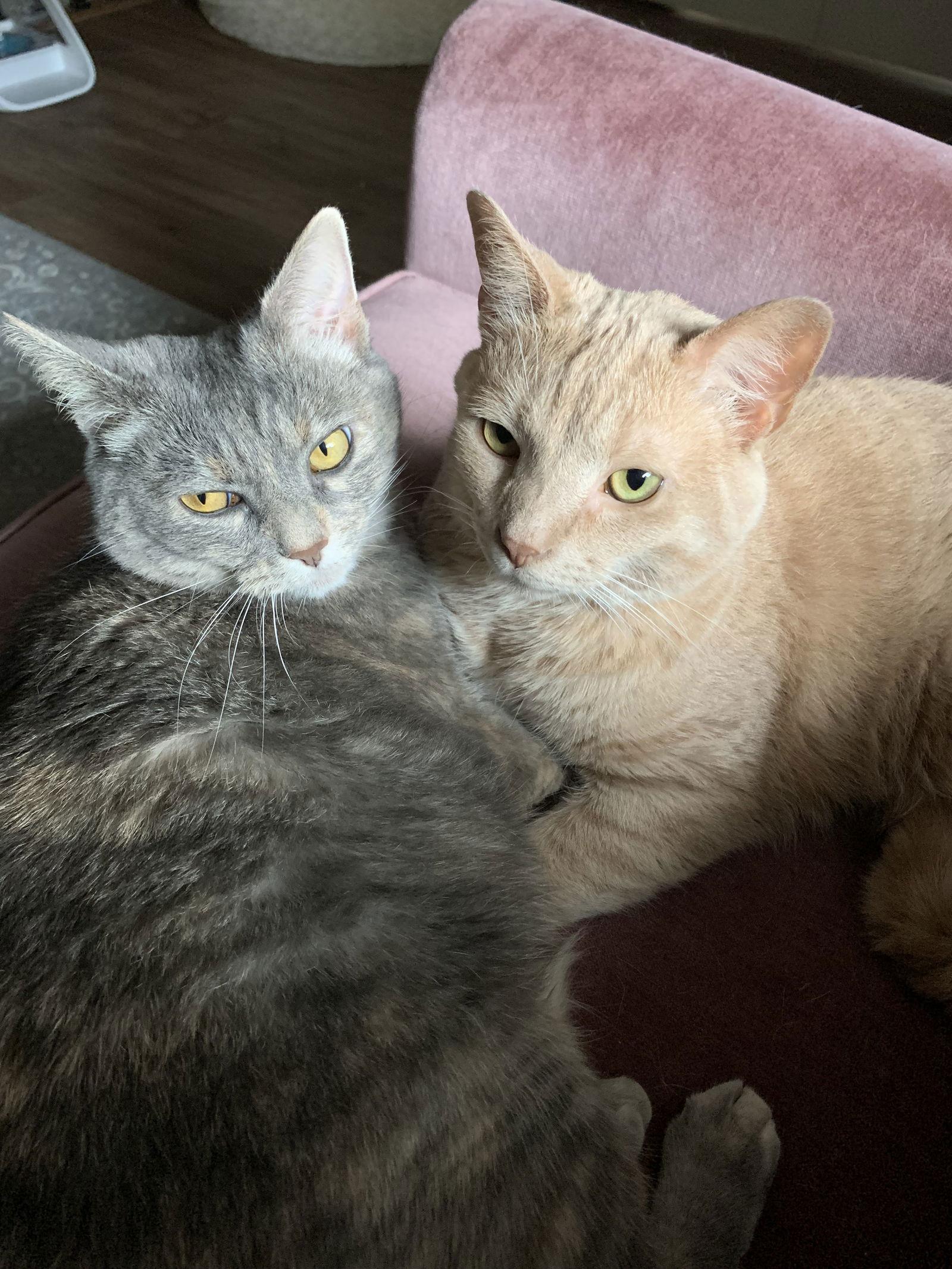 Enlarge Juniper, a Adoptable Domestic Short Hair in Fort Thomas, KY image 1/3