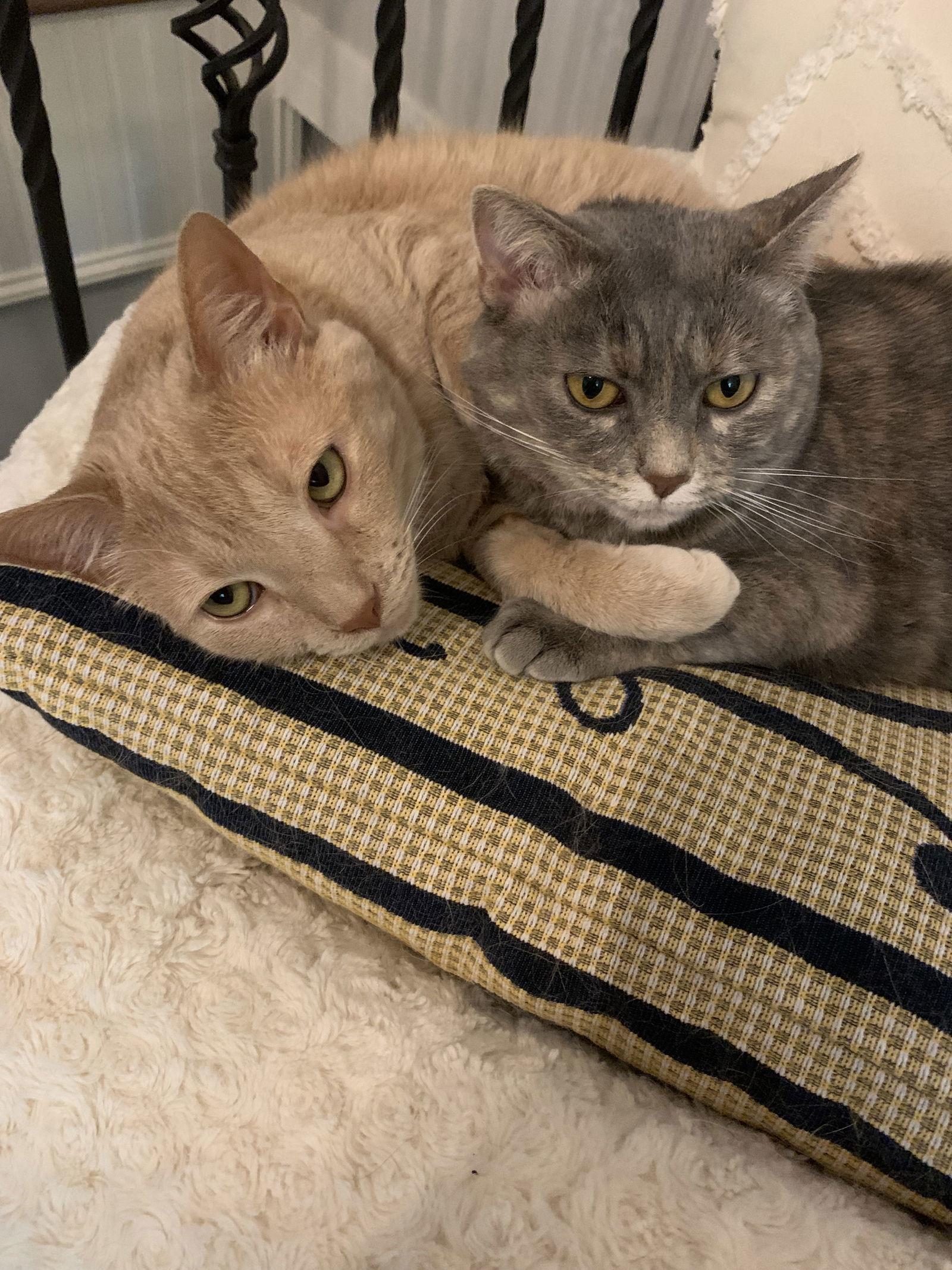 Enlarge Juniper, a Adoptable Domestic Short Hair in Fort Thomas, KY image 2/3