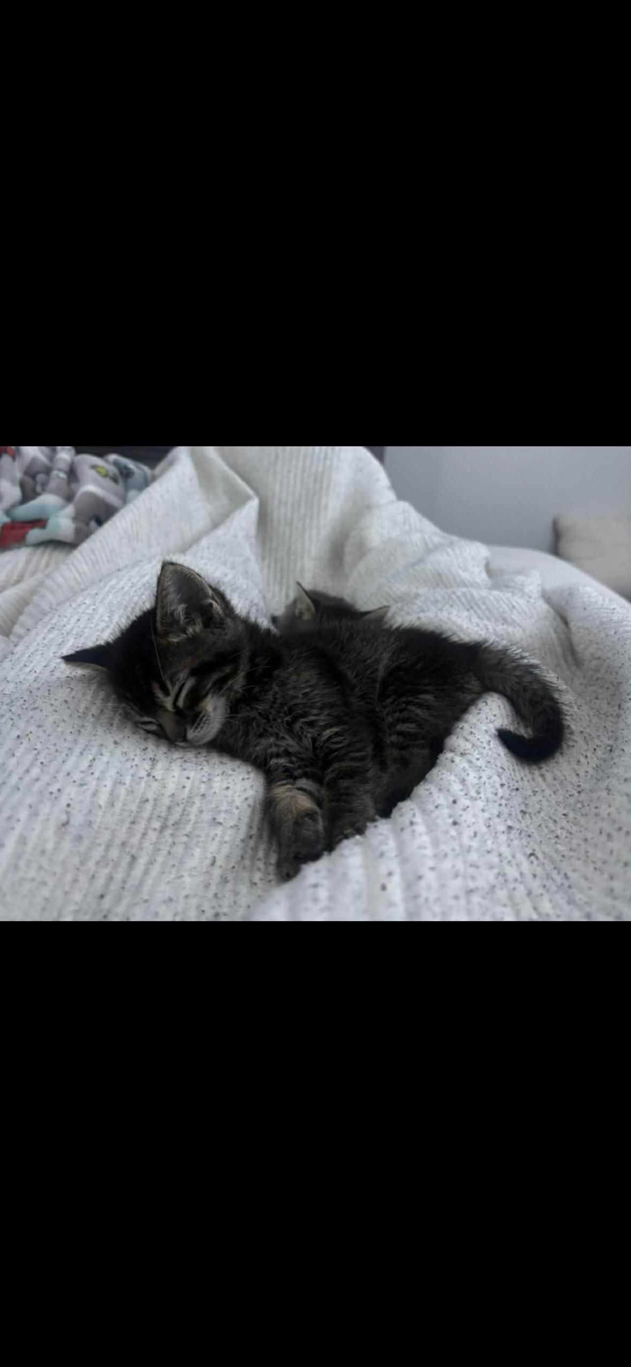 Brownie Napa, Adopted, Kitten Female Tabby.