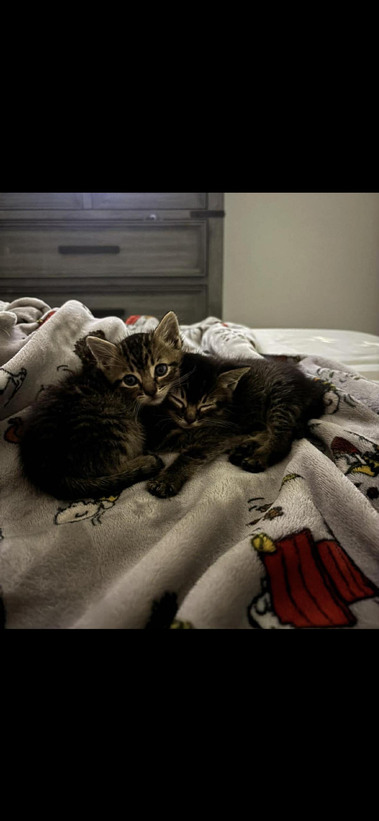 Brownie Napa, a Adopted Tabby in Napa, CA image 3/3