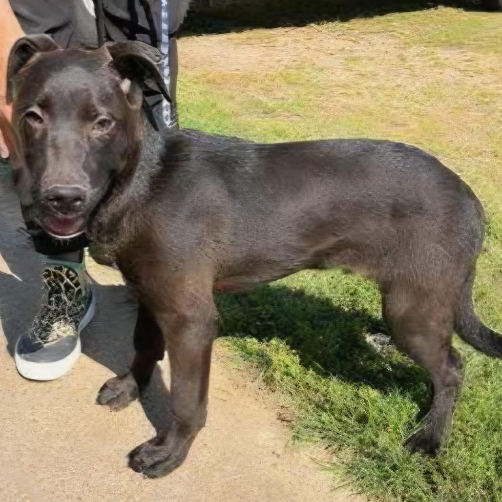 Sean, Adoptable, Young Male Black Labrador Retriever & Mixed Breed.