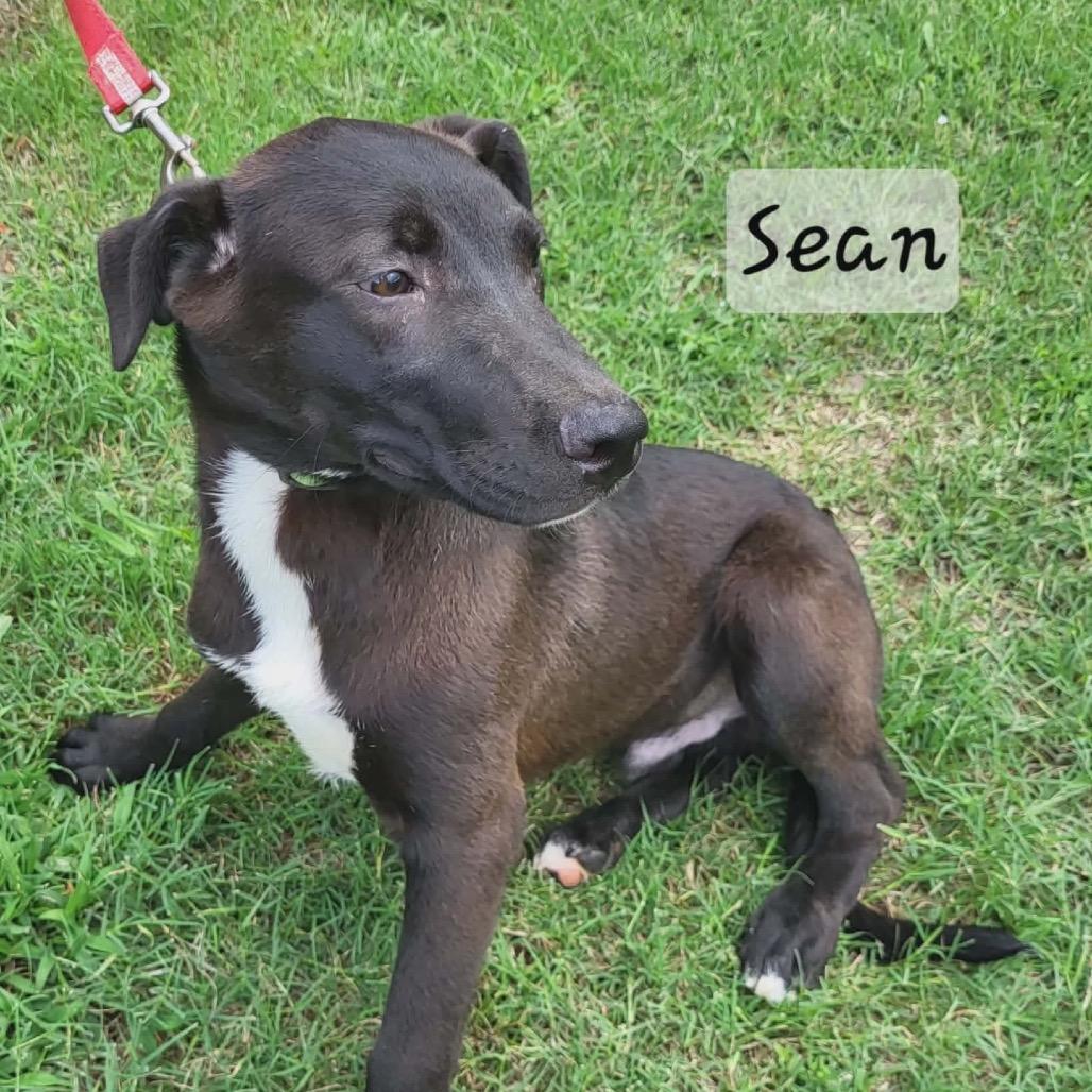 Enlarge Sean, a Adoptable mixed breed in Wadena, MN image 2/4