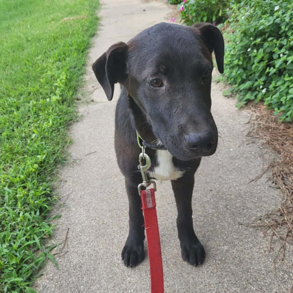 Enlarge Sean, a Adoptable mixed breed in Wadena, MN image 3/4