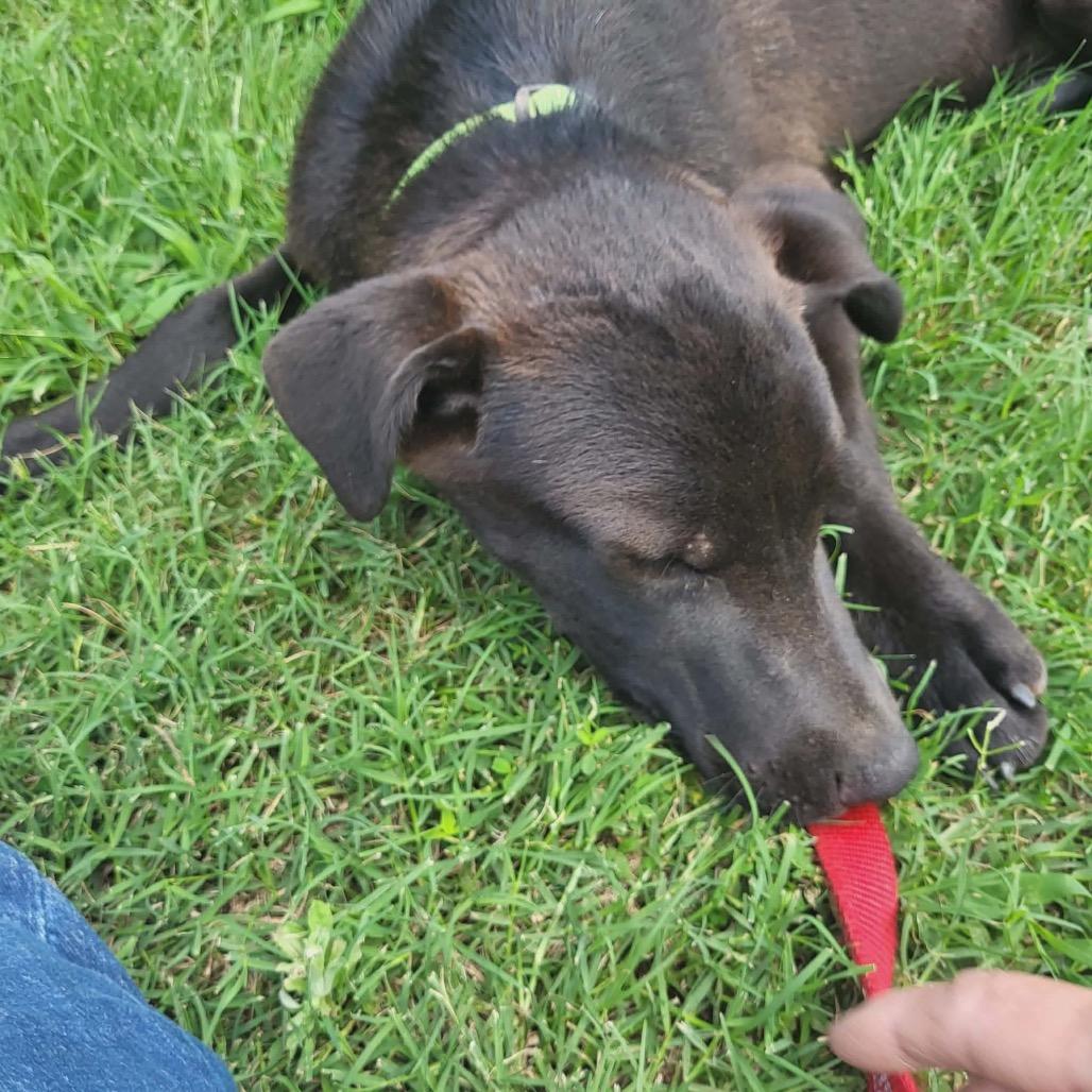 Enlarge Sean, a Adoptable mixed breed in Wadena, MN image 4/4
