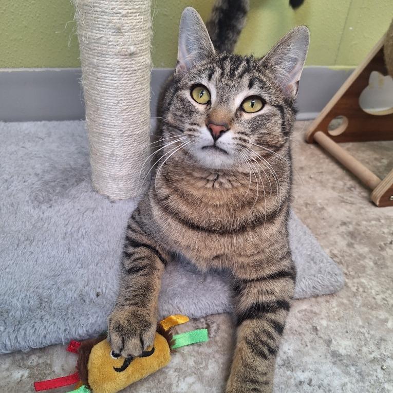 Kevin, Adoptable, Adult Male Domestic Short Hair.