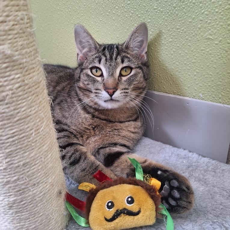 Enlarge Kevin, a Adoptable Domestic Short Hair in Attica, NY image 1/5