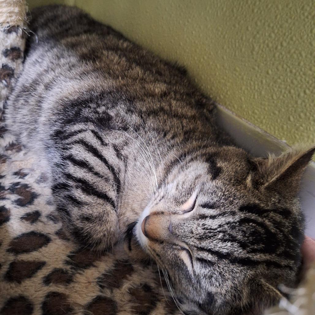 Kevin, Adoptable, Adult Male Domestic Short Hair.