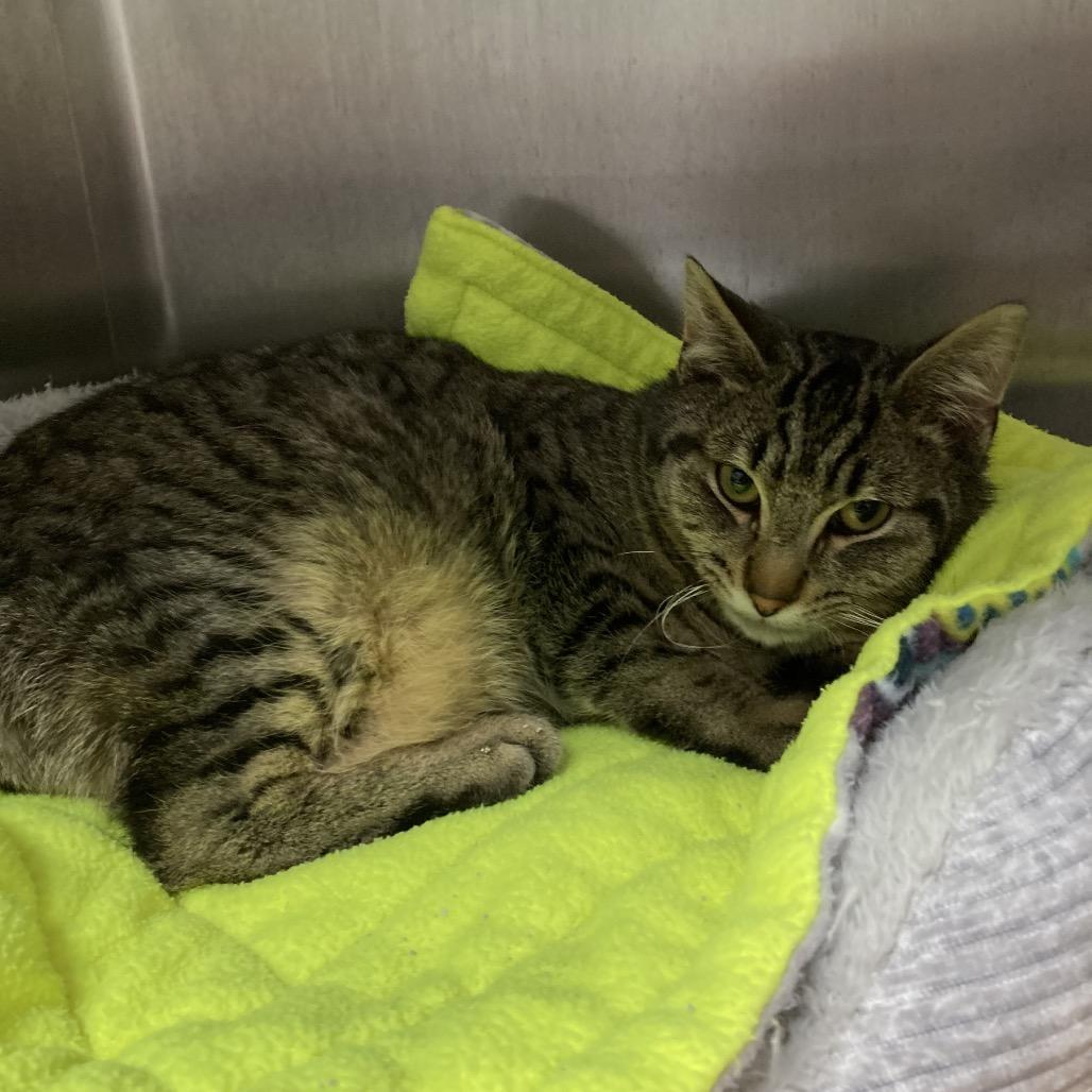 Enlarge Kevin, a Adoptable Domestic Short Hair in Attica, NY image 3/5