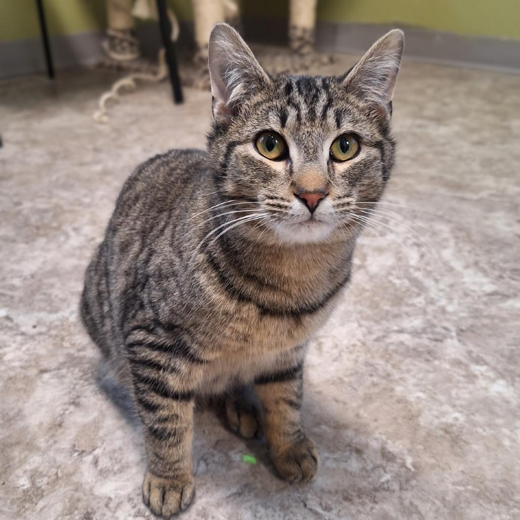 Enlarge Kevin, a Adoptable Domestic Short Hair in Attica, NY image 5/5